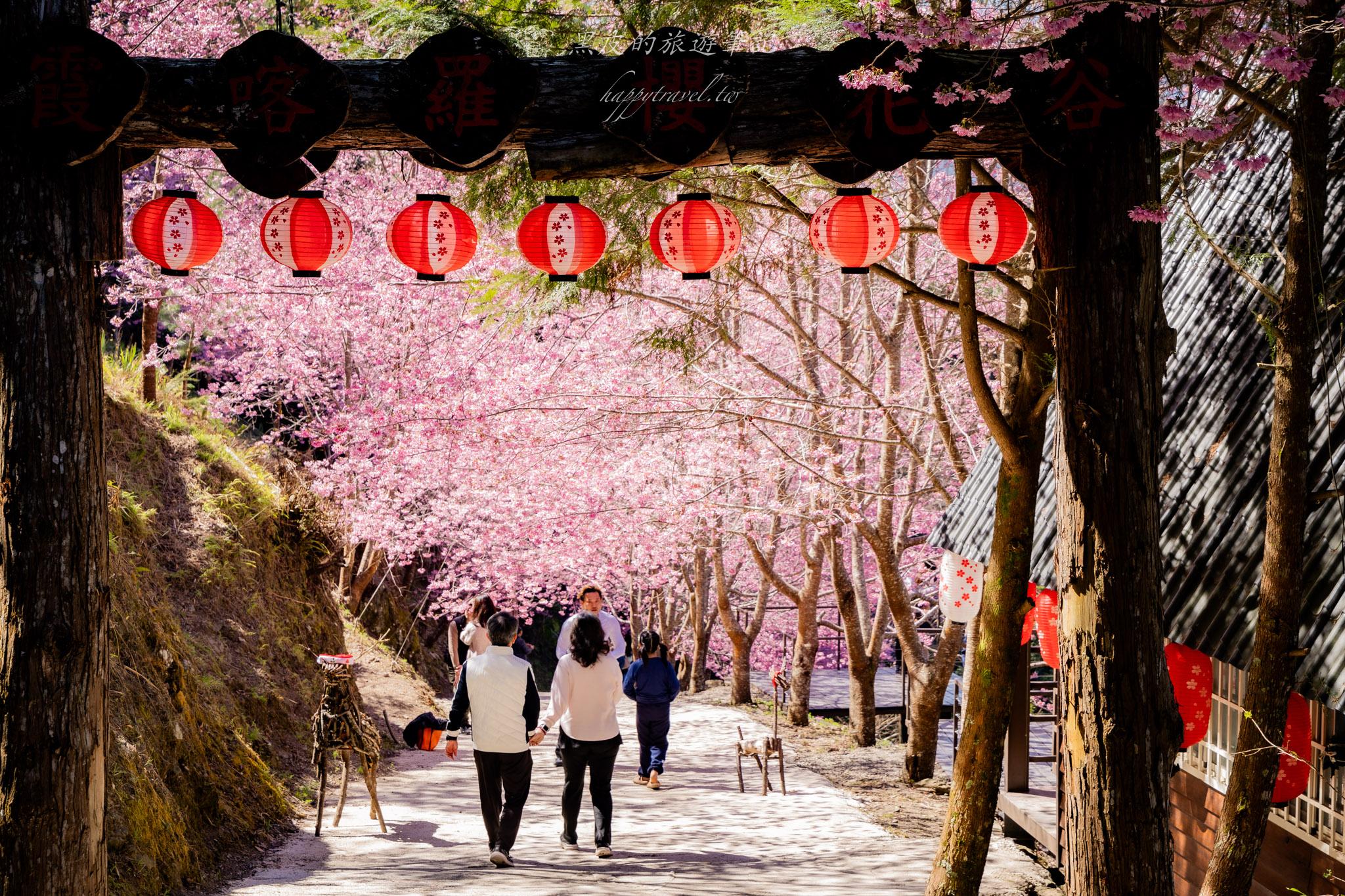 霞喀羅櫻花谷|超大片絕美櫻花林,被櫻花包圍的粉嫩世界。2026霞喀羅櫻花谷交通、門票、開放時間通略 34 霞喀羅櫻花谷