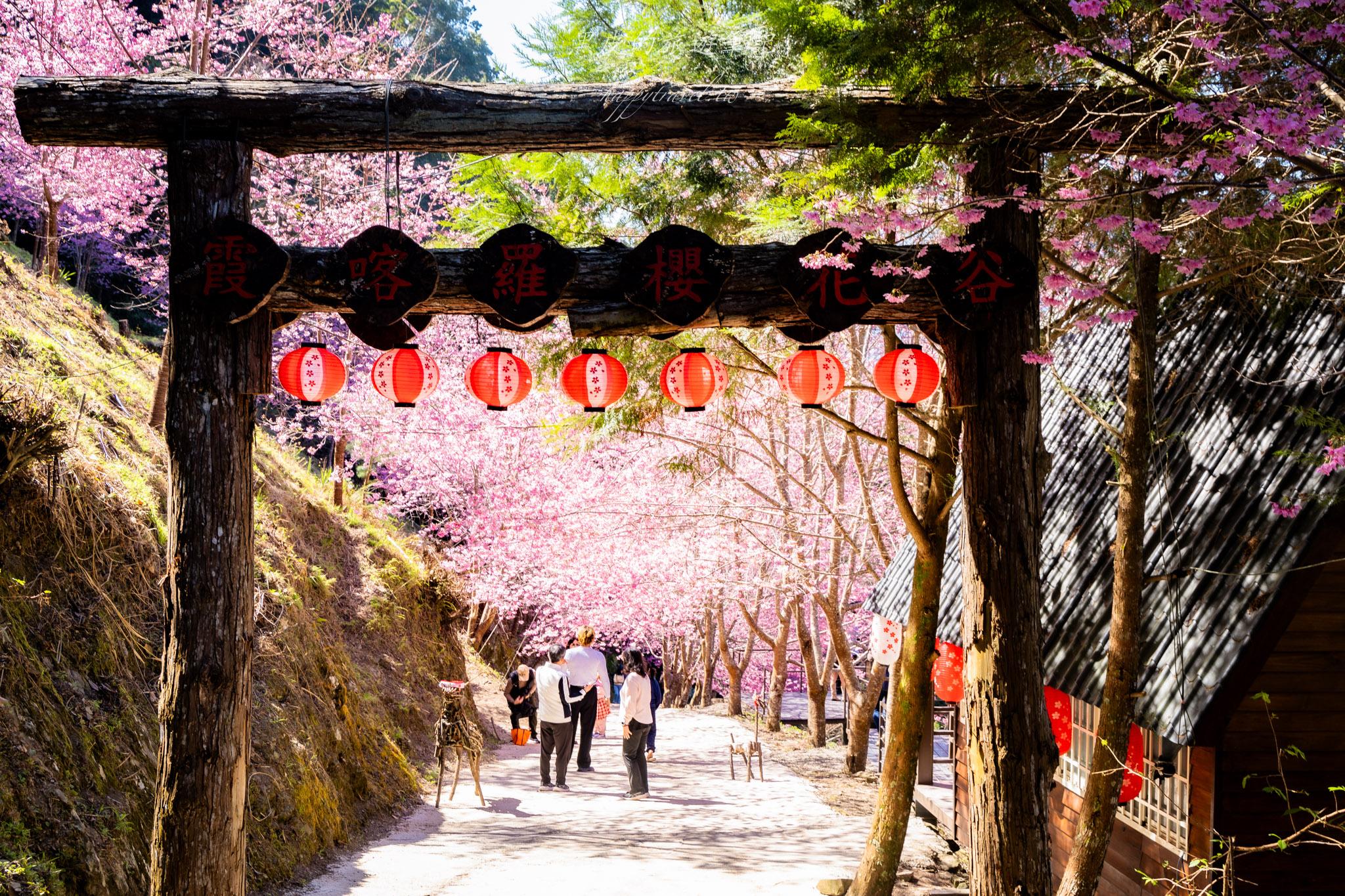 霞喀羅櫻花谷|超大片絕美櫻花林,被櫻花包圍的粉嫩世界。2026霞喀羅櫻花谷交通、門票、開放時間通略 42 霞喀羅櫻花谷