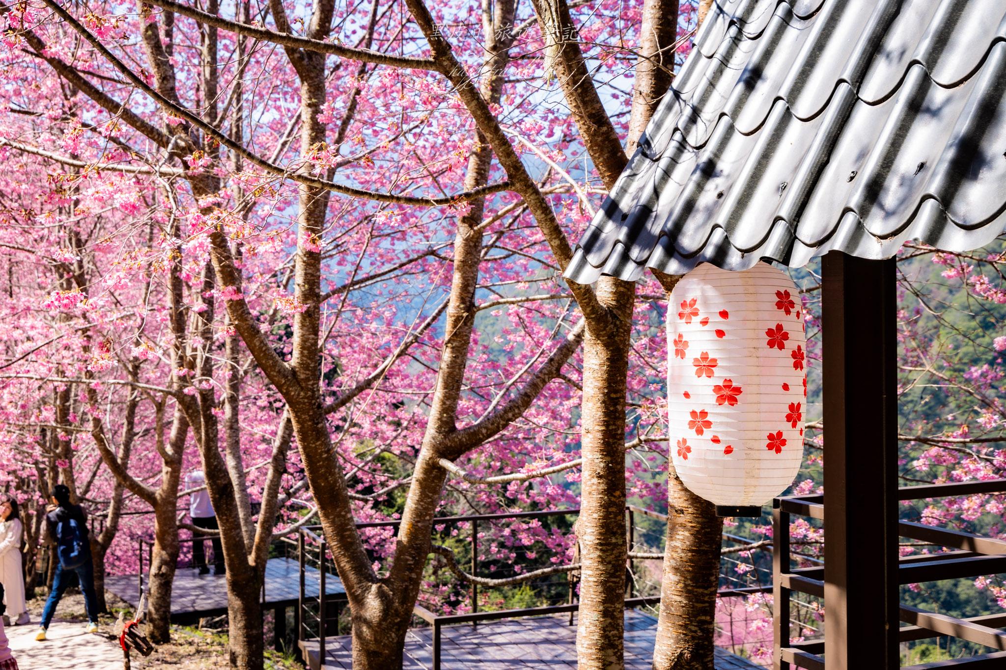 霞喀羅櫻花谷|超大片絕美櫻花林,被櫻花包圍的粉嫩世界。2026霞喀羅櫻花谷交通、門票、開放時間通略 43 霞喀羅櫻花谷