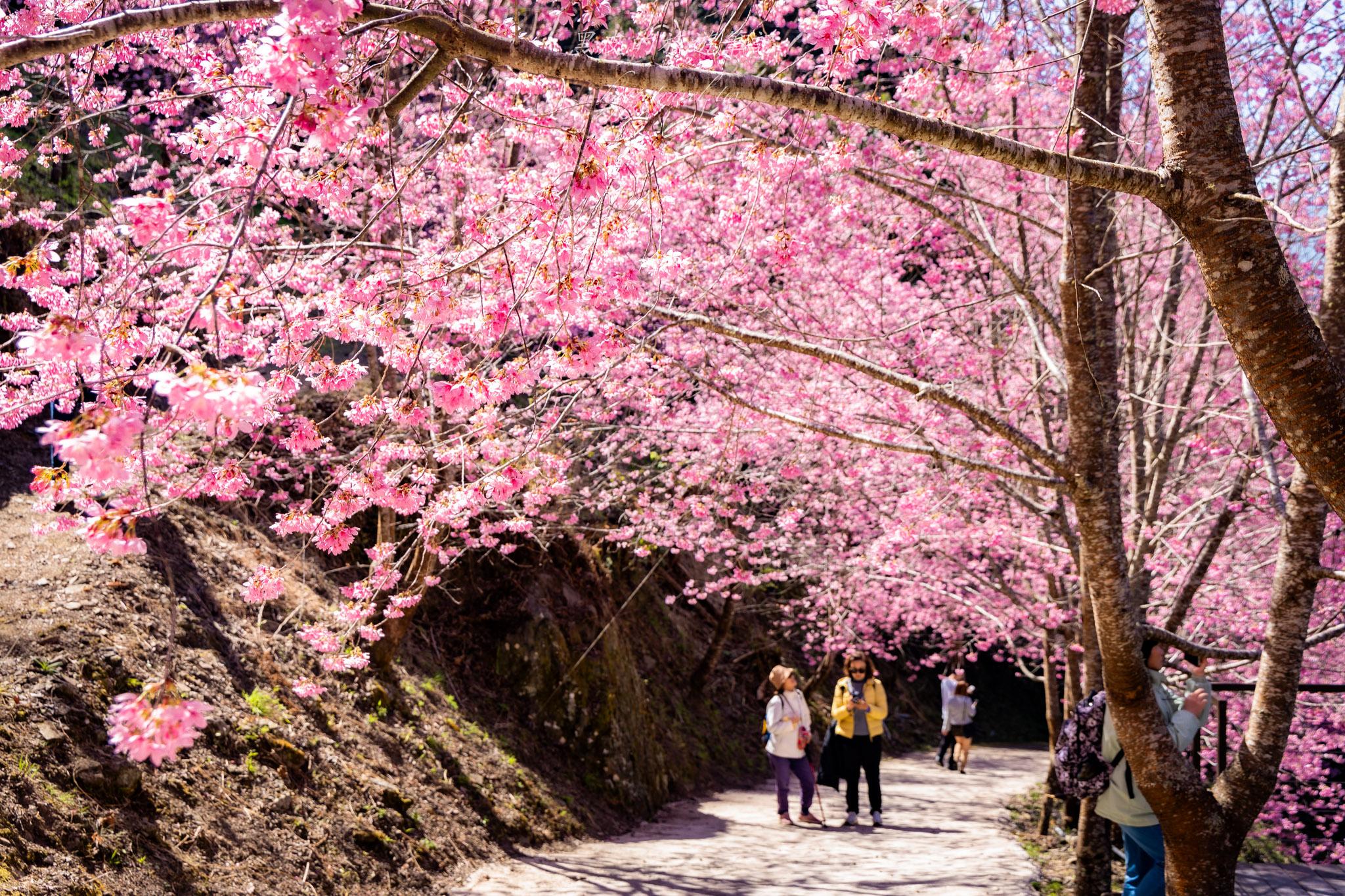 霞喀羅櫻花谷|超大片絕美櫻花林,被櫻花包圍的粉嫩世界。2026霞喀羅櫻花谷交通、門票、開放時間通略 47 霞喀羅櫻花谷