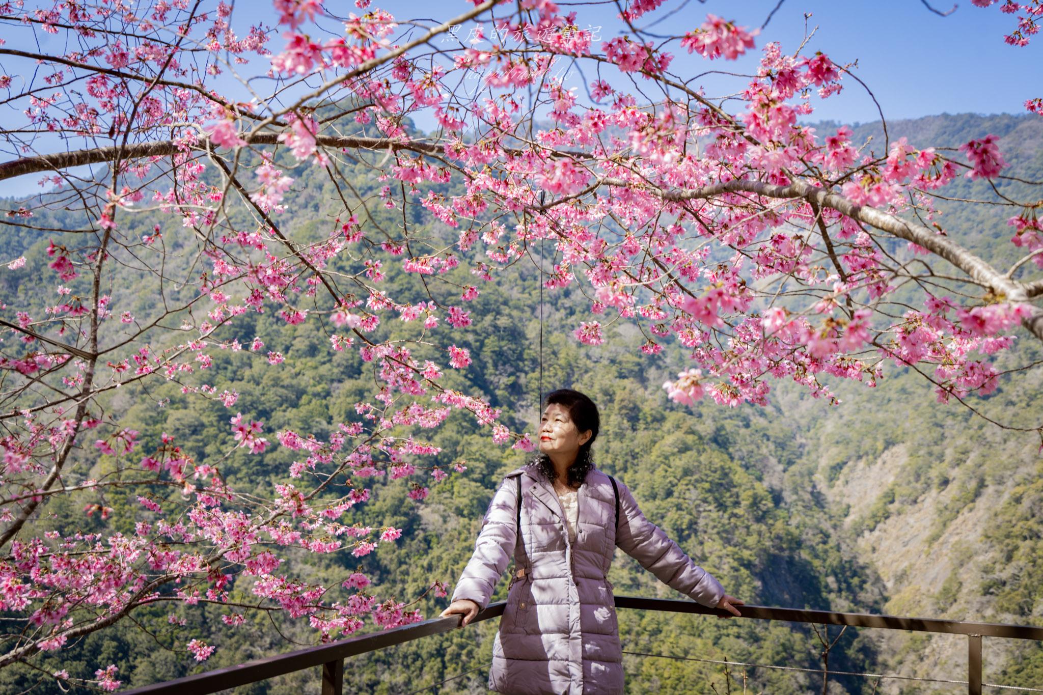 霞喀羅櫻花谷|超大片絕美櫻花林,被櫻花包圍的粉嫩世界。2026霞喀羅櫻花谷交通、門票、開放時間通略 48 霞喀羅櫻花谷