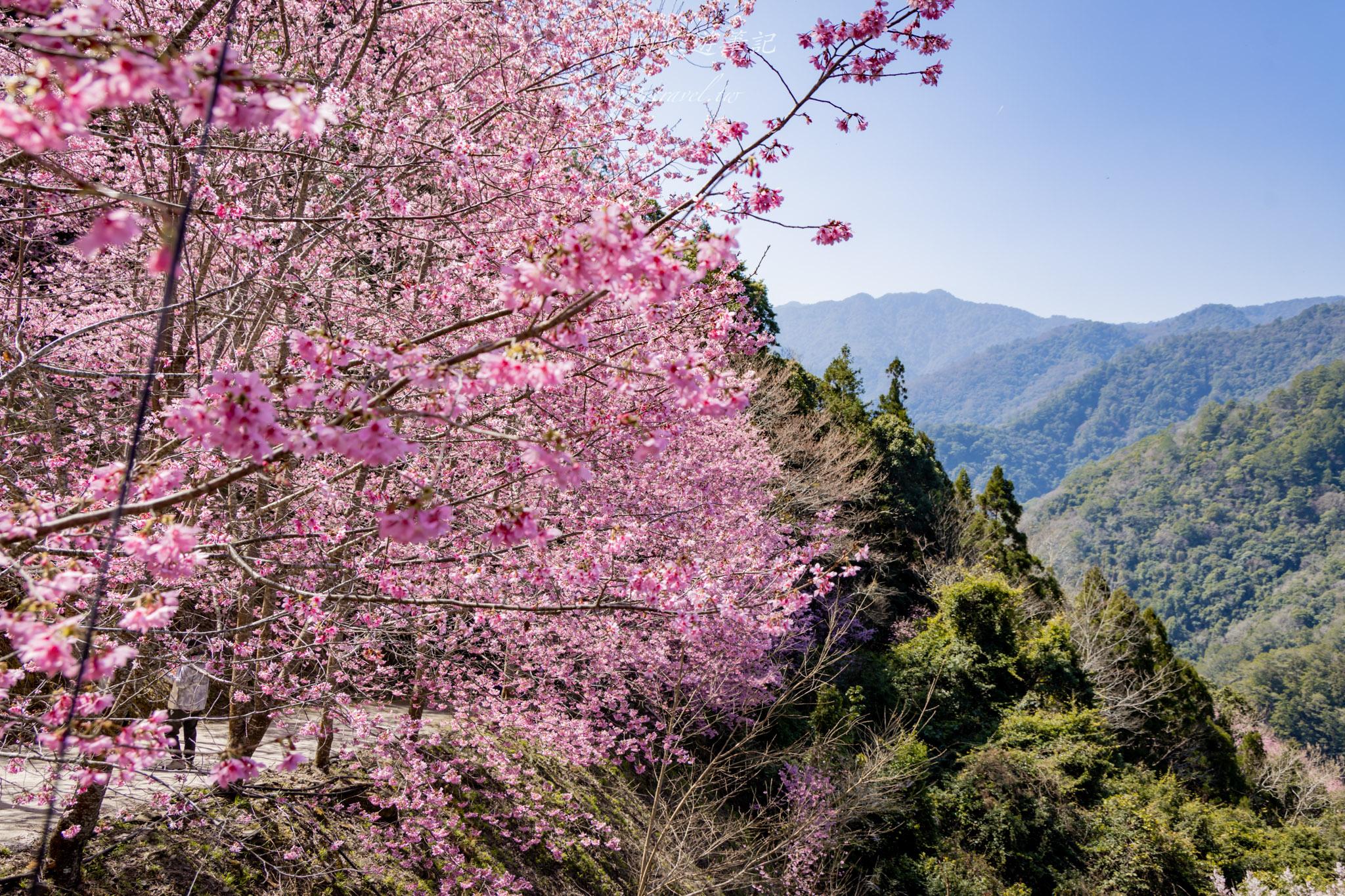 霞喀羅櫻花谷|超大片絕美櫻花林,被櫻花包圍的粉嫩世界。2026霞喀羅櫻花谷交通、門票、開放時間通略 49 霞喀羅櫻花谷