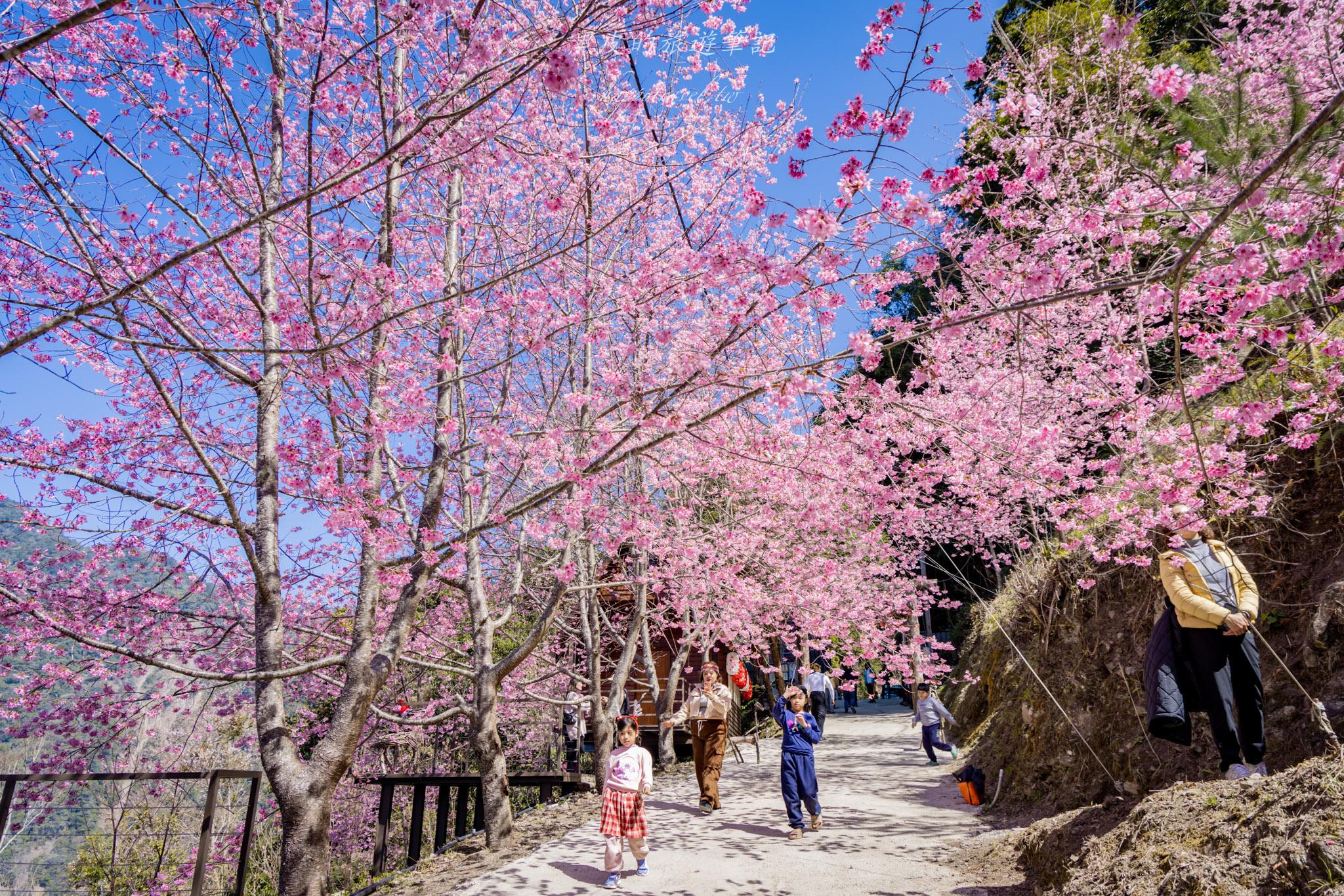 霞喀羅櫻花谷|超大片絕美櫻花林,被櫻花包圍的粉嫩世界。2026霞喀羅櫻花谷交通、門票、開放時間通略 46 霞喀羅櫻花谷