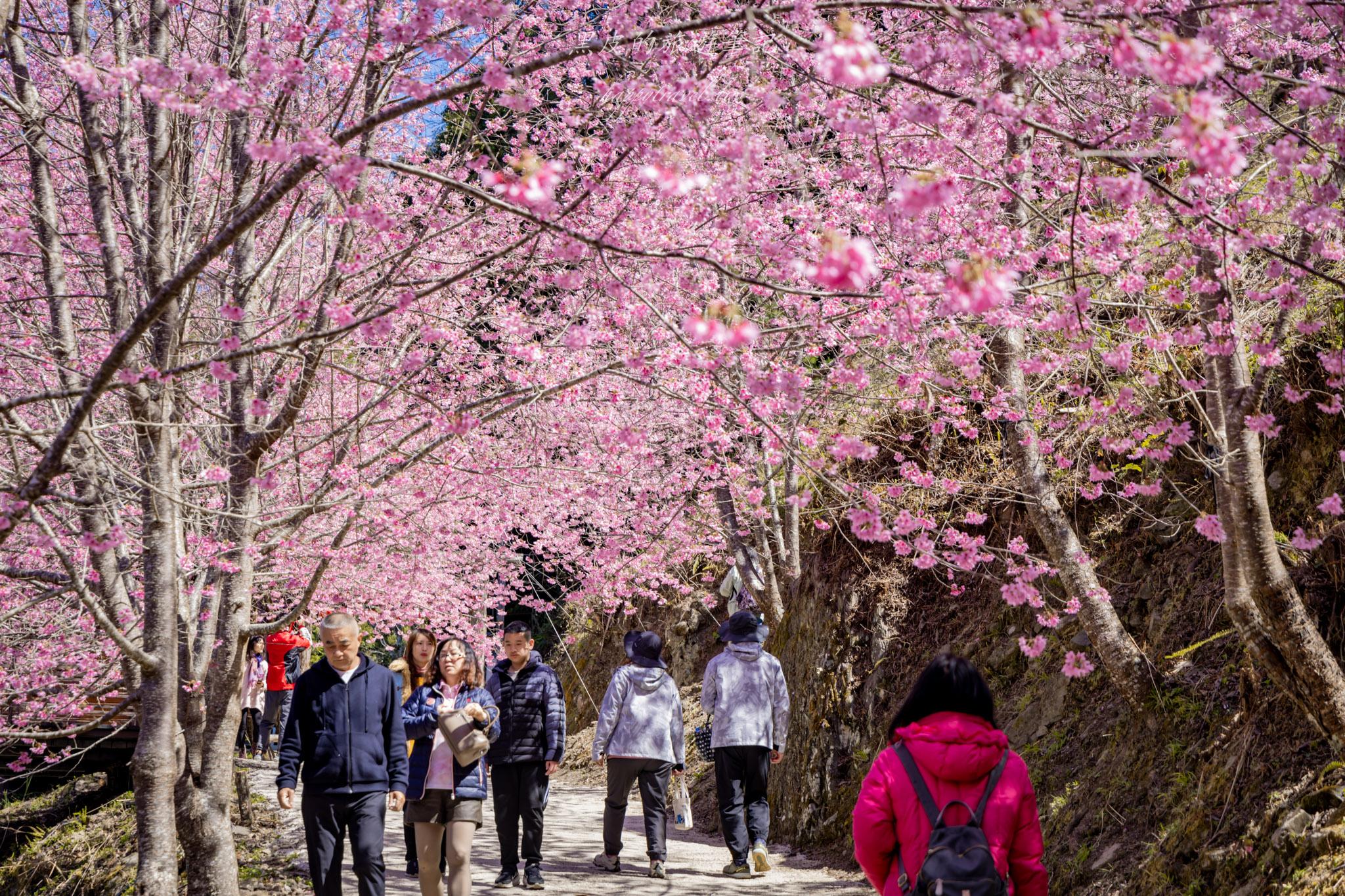 霞喀羅櫻花谷|超大片絕美櫻花林,被櫻花包圍的粉嫩世界。2026霞喀羅櫻花谷交通、門票、開放時間通略 38 霞喀羅櫻花谷
