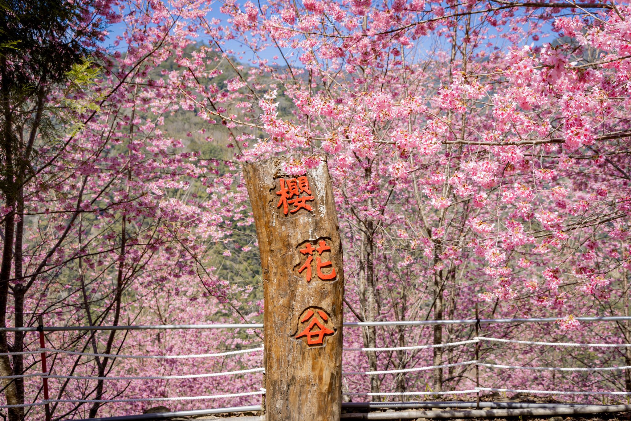 霞喀羅櫻花谷|超大片絕美櫻花林,被櫻花包圍的粉嫩世界。2026霞喀羅櫻花谷交通、門票、開放時間通略 53 霞喀羅櫻花谷
