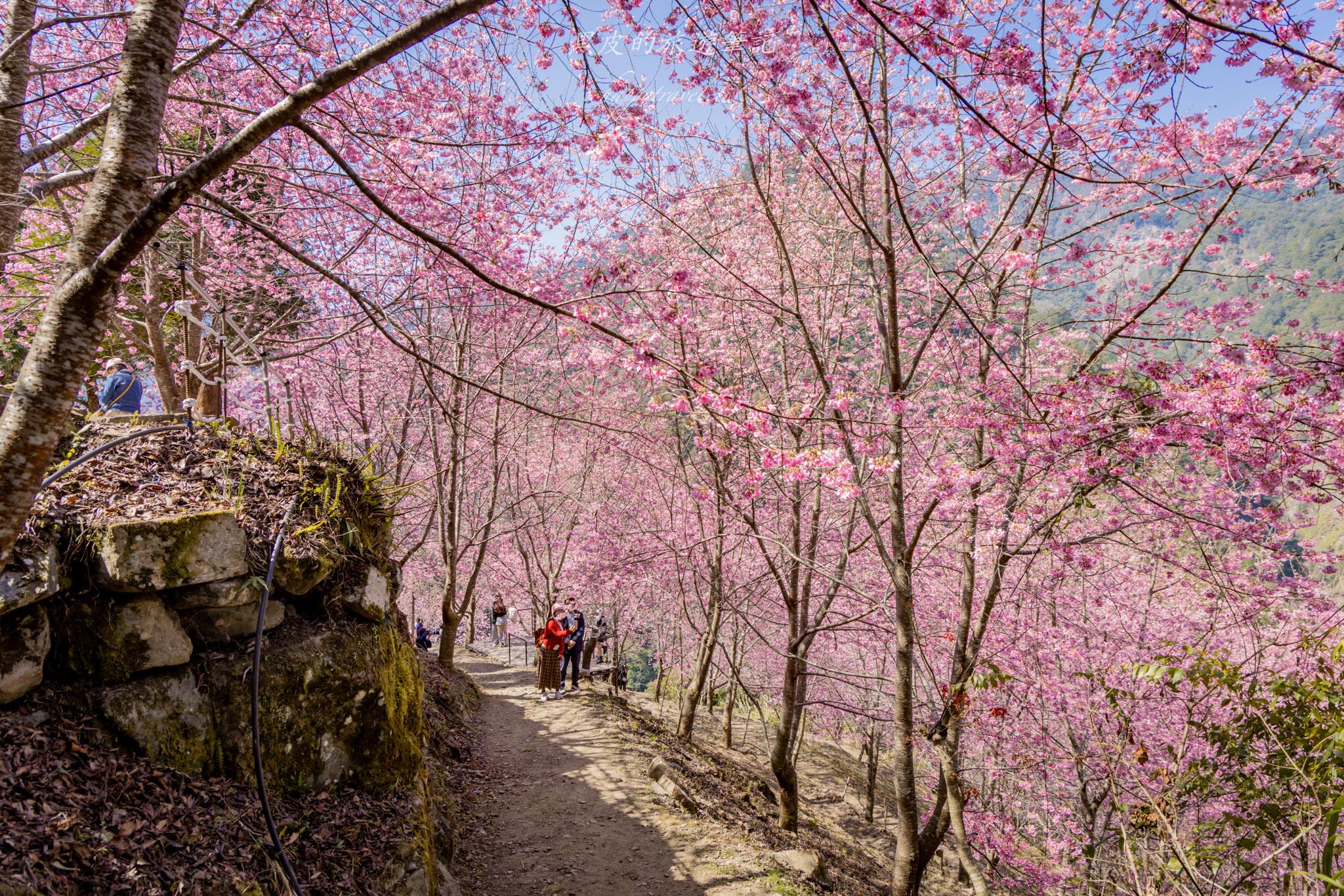 霞喀羅櫻花谷|超大片絕美櫻花林,被櫻花包圍的粉嫩世界。2026霞喀羅櫻花谷交通、門票、開放時間通略 50 霞喀羅櫻花谷