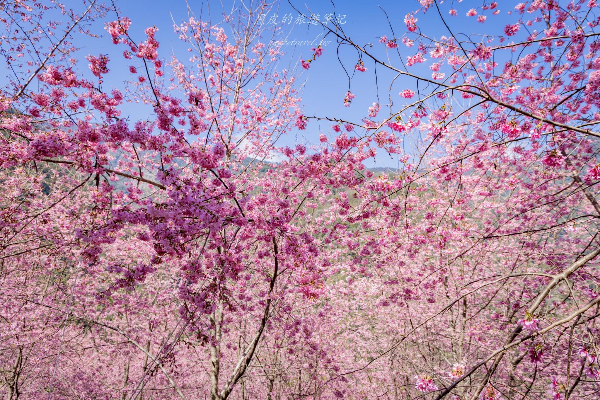 霞喀羅櫻花谷|超大片絕美櫻花林,被櫻花包圍的粉嫩世界。2026霞喀羅櫻花谷交通、門票、開放時間通略 39 霞喀羅櫻花谷