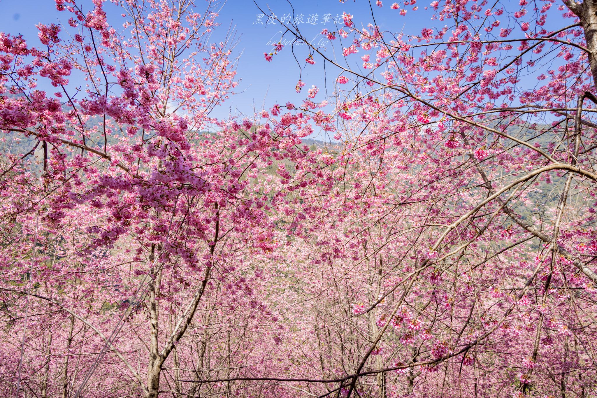霞喀羅櫻花谷|超大片絕美櫻花林,被櫻花包圍的粉嫩世界。2026霞喀羅櫻花谷交通、門票、開放時間通略 51 霞喀羅櫻花谷