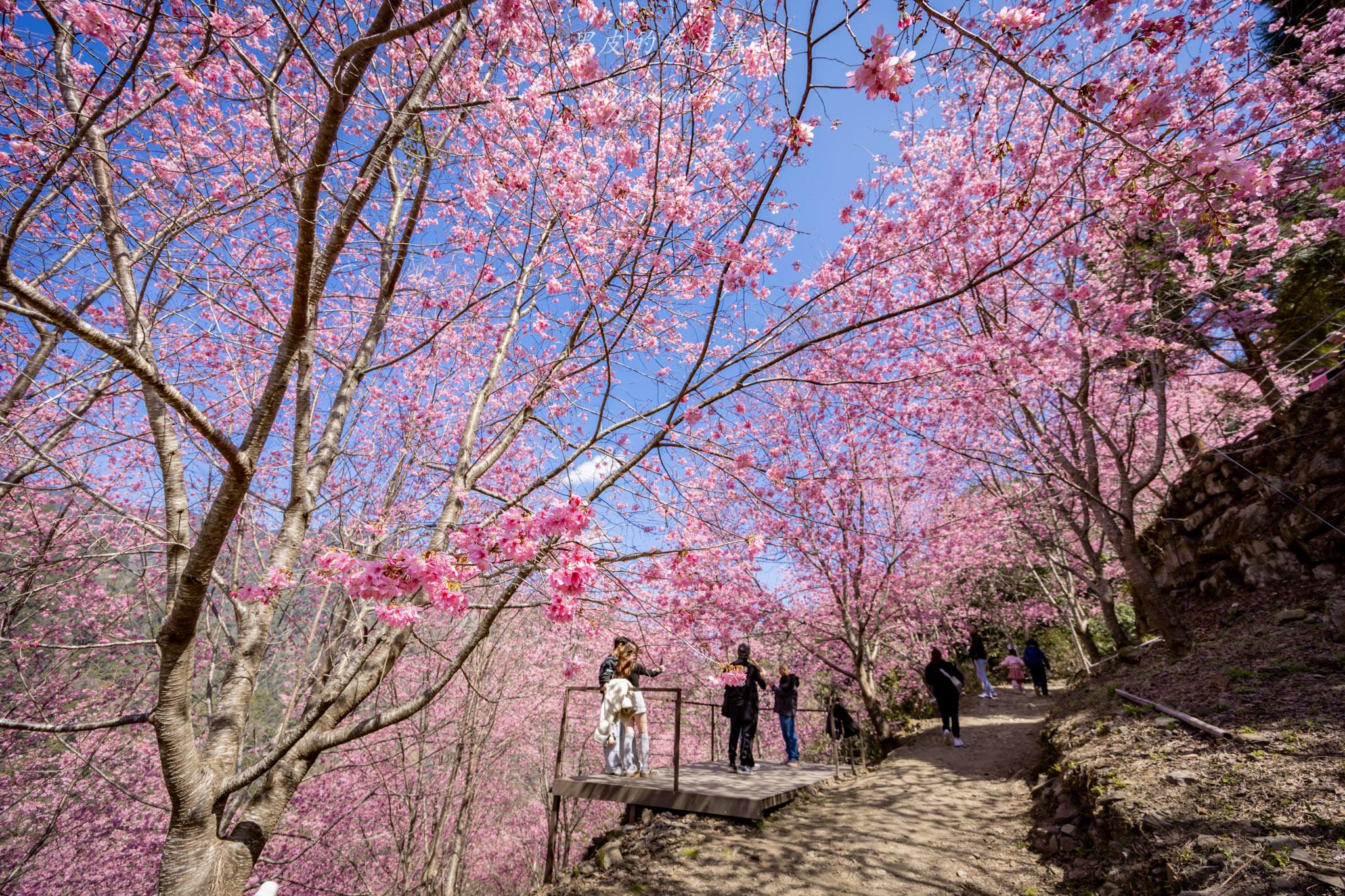 霞喀羅櫻花谷|超大片絕美櫻花林,被櫻花包圍的粉嫩世界。2026霞喀羅櫻花谷交通、門票、開放時間通略 60 霞喀羅櫻花谷