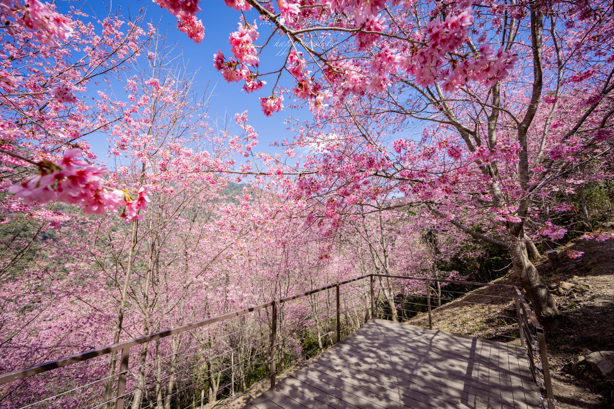 霞喀羅櫻花谷|超大片絕美櫻花林,被櫻花包圍的粉嫩世界。2026霞喀羅櫻花谷交通、門票、開放時間通略 61 霞喀羅櫻花谷