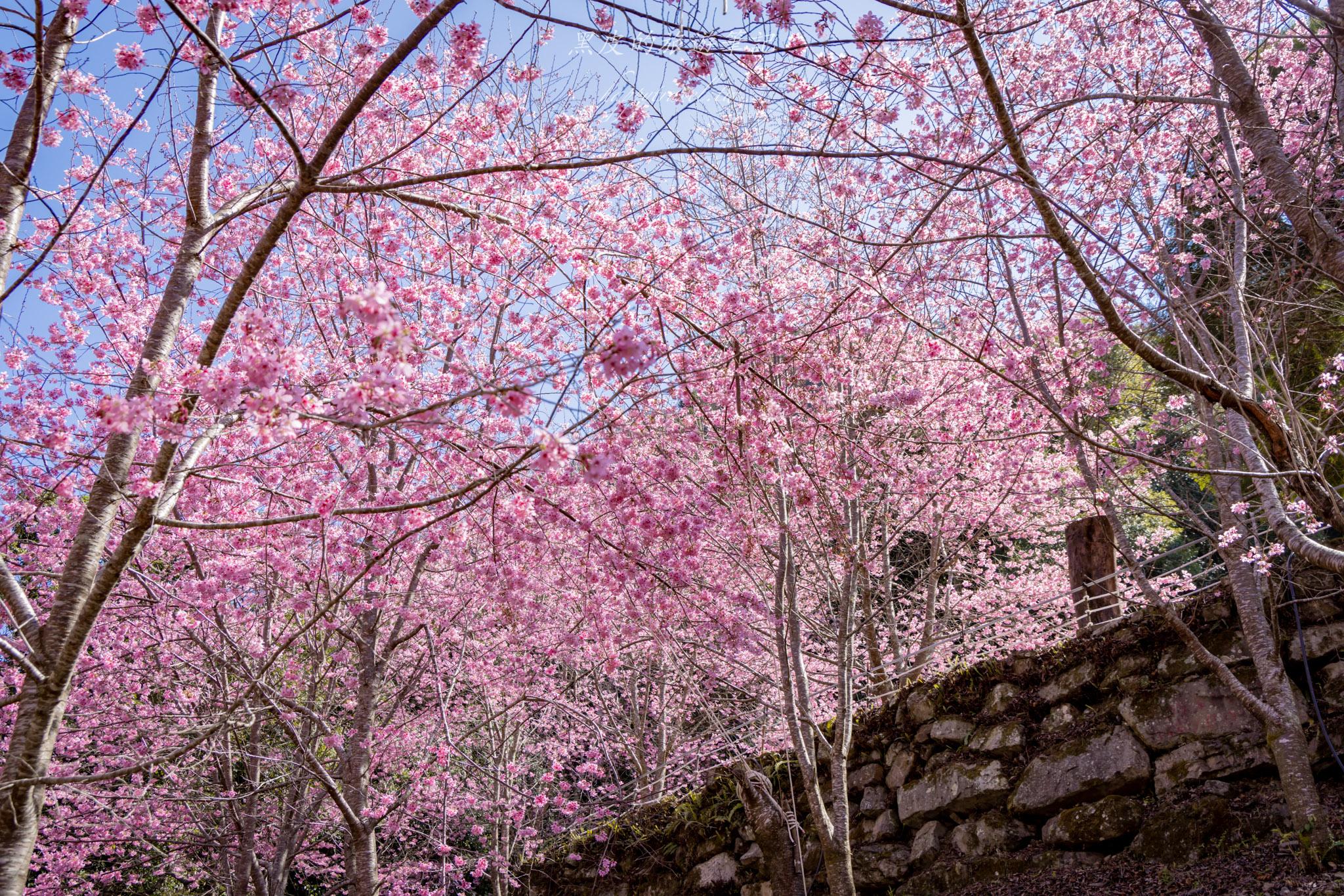 霞喀羅櫻花谷|超大片絕美櫻花林,被櫻花包圍的粉嫩世界。2026霞喀羅櫻花谷交通、門票、開放時間通略 41 霞喀羅櫻花谷