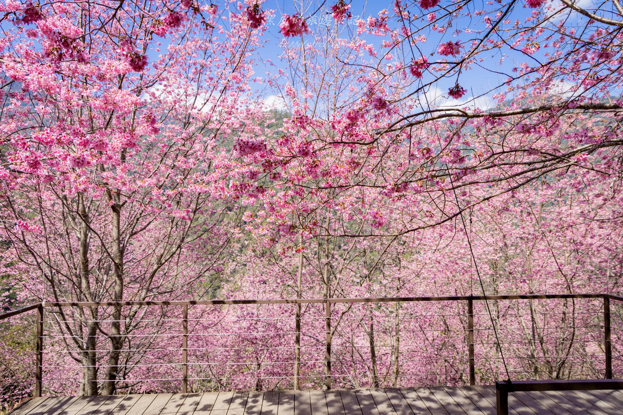 霞喀羅櫻花谷|超大片絕美櫻花林,被櫻花包圍的粉嫩世界。2026霞喀羅櫻花谷交通、門票、開放時間通略 63 霞喀羅櫻花谷