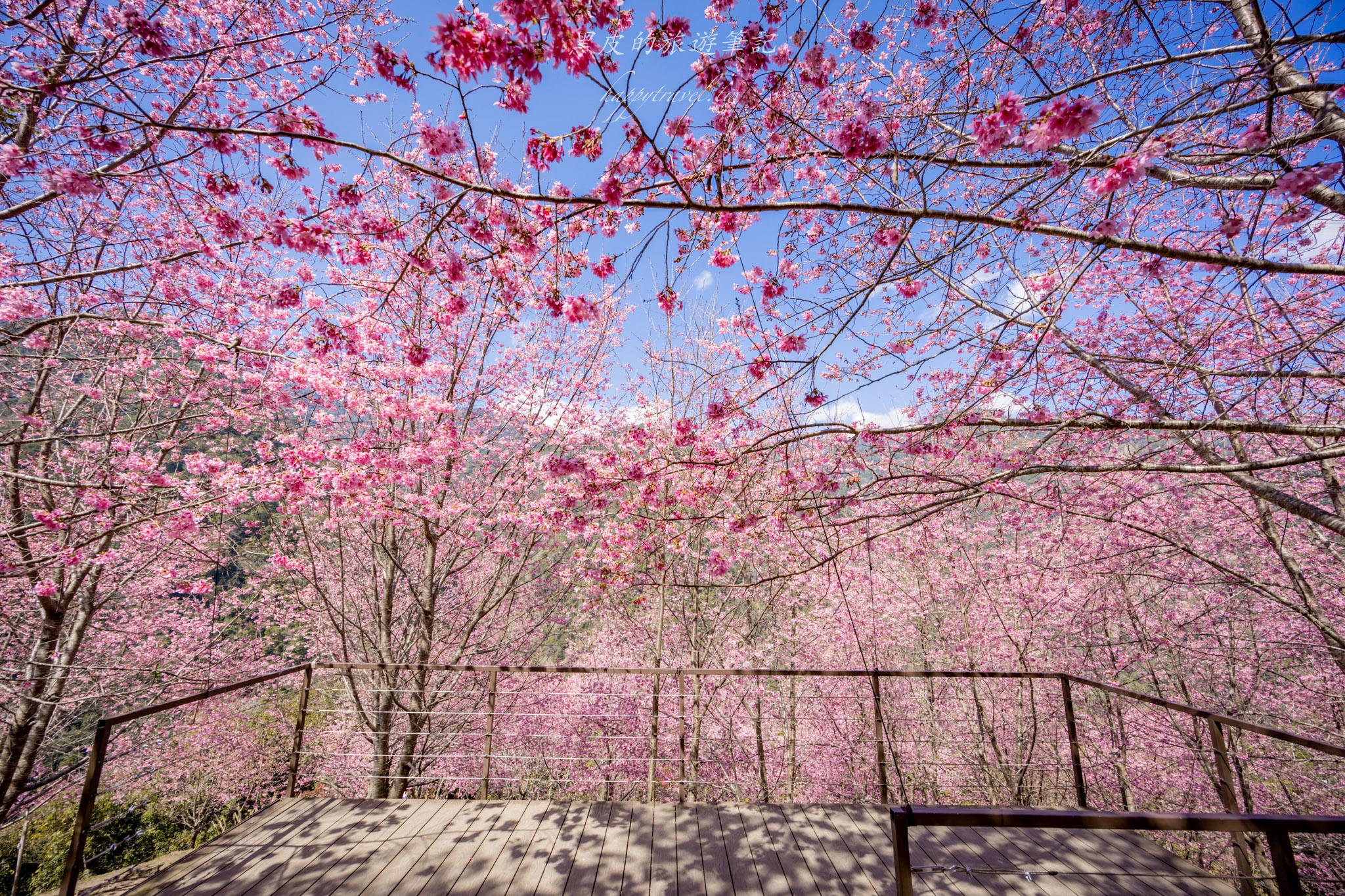 霞喀羅櫻花谷|超大片絕美櫻花林,被櫻花包圍的粉嫩世界。2026霞喀羅櫻花谷交通、門票、開放時間通略 35 霞喀羅櫻花谷