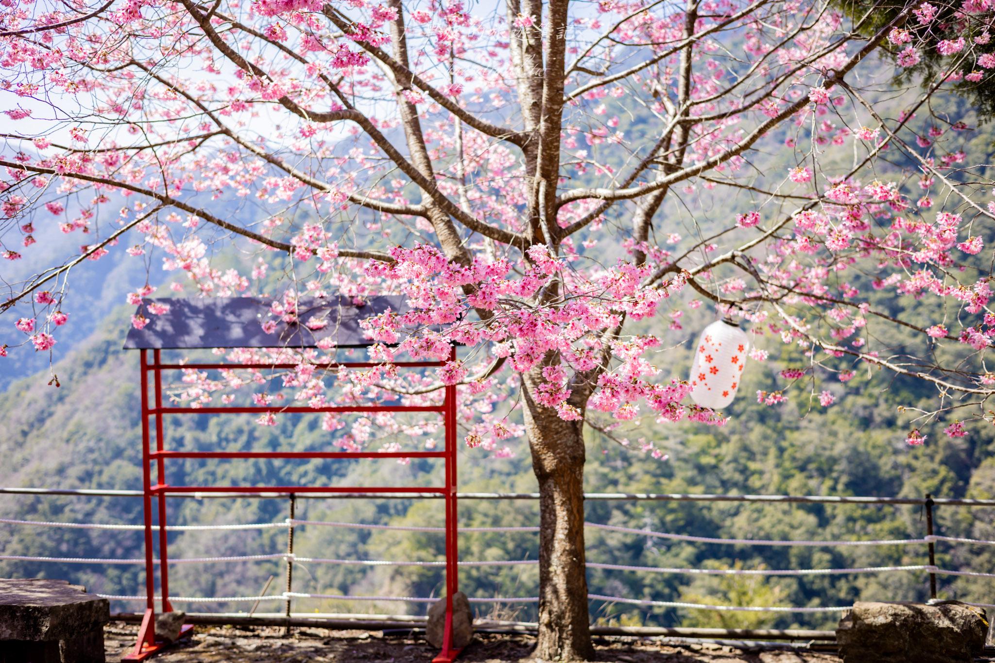 霞喀羅櫻花谷|超大片絕美櫻花林,被櫻花包圍的粉嫩世界。2026霞喀羅櫻花谷交通、門票、開放時間通略 58 霞喀羅櫻花谷