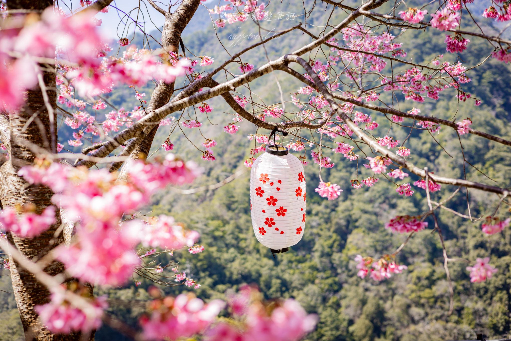 霞喀羅櫻花谷|超大片絕美櫻花林,被櫻花包圍的粉嫩世界。2026霞喀羅櫻花谷交通、門票、開放時間通略 59 霞喀羅櫻花谷