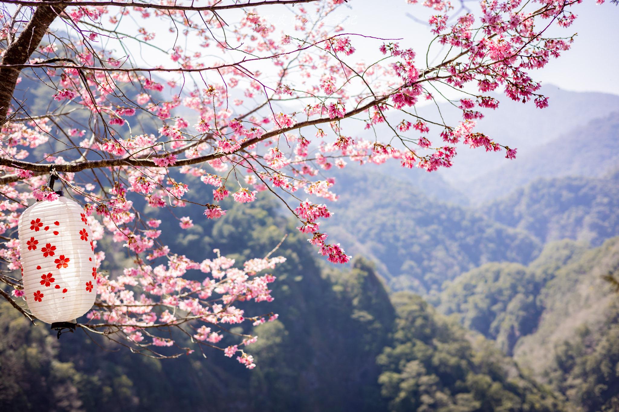 霞喀羅櫻花谷|超大片絕美櫻花林,被櫻花包圍的粉嫩世界。2026霞喀羅櫻花谷交通、門票、開放時間通略 36 霞喀羅櫻花谷