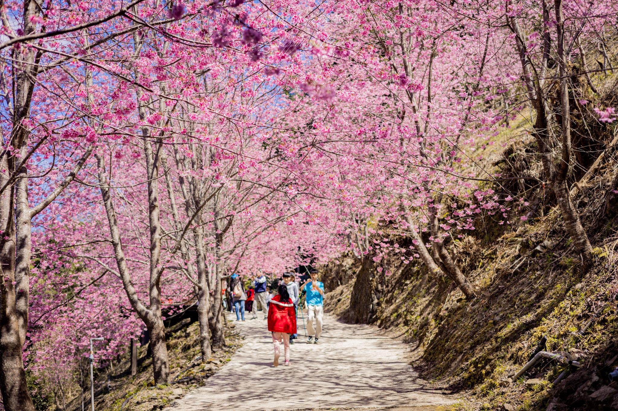 霞喀羅櫻花谷|超大片絕美櫻花林,被櫻花包圍的粉嫩世界。2026霞喀羅櫻花谷交通、門票、開放時間通略 45 霞喀羅櫻花谷