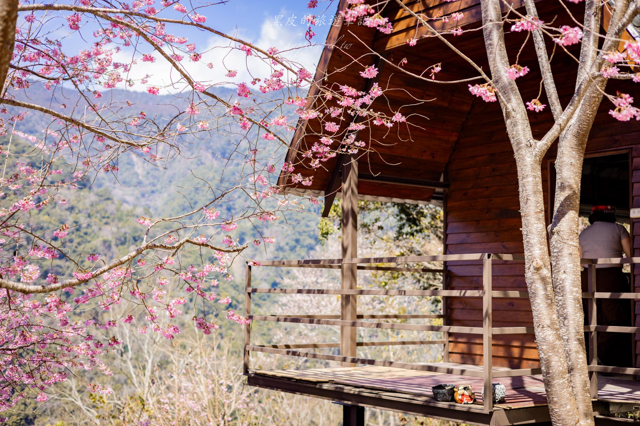 霞喀羅櫻花谷|超大片絕美櫻花林,被櫻花包圍的粉嫩世界。2026霞喀羅櫻花谷交通、門票、開放時間通略 44 霞喀羅櫻花谷
