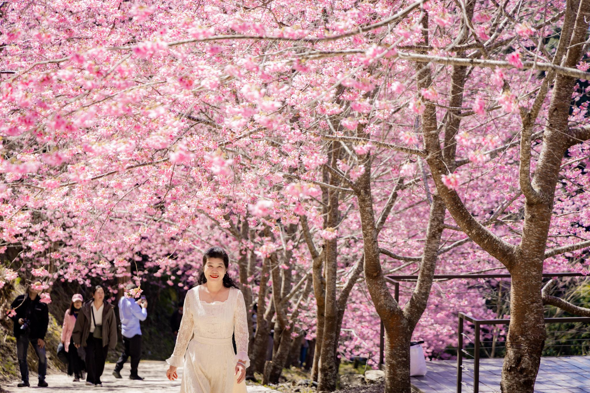 霞喀羅櫻花谷|超大片絕美櫻花林,被櫻花包圍的粉嫩世界。2026霞喀羅櫻花谷交通、門票、開放時間通略 霞喀羅櫻花谷|超大片絕美櫻花林,被櫻花包圍的粉嫩世界。2026霞喀羅櫻花谷交通、門票、開放時間通略