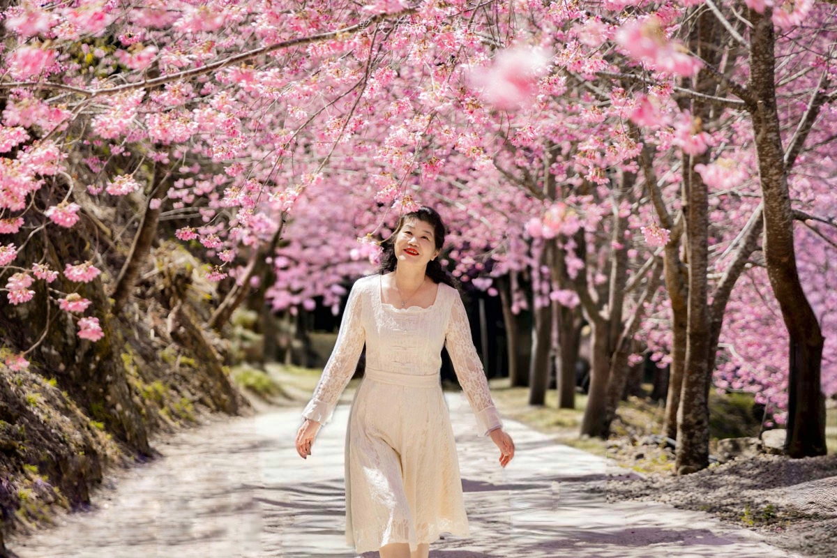 霞喀羅櫻花谷|超大片絕美櫻花林,被櫻花包圍的粉嫩世界。2026霞喀羅櫻花谷交通、門票、開放時間通略 64 霞喀羅櫻花谷