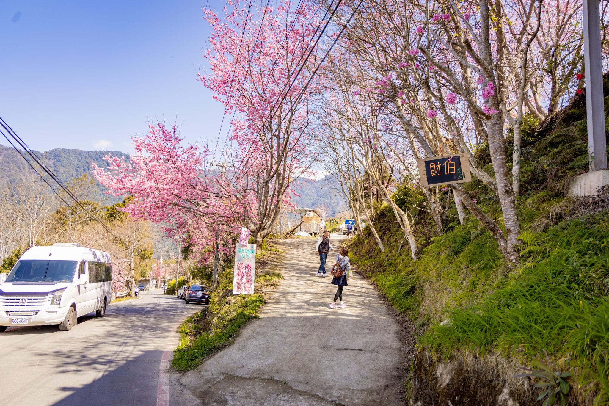 財伯觀光果園|新竹尖石賞櫻秘境|粉嫩櫻花與金黃油菜花共舞的春天秘境 32 財伯觀光果園