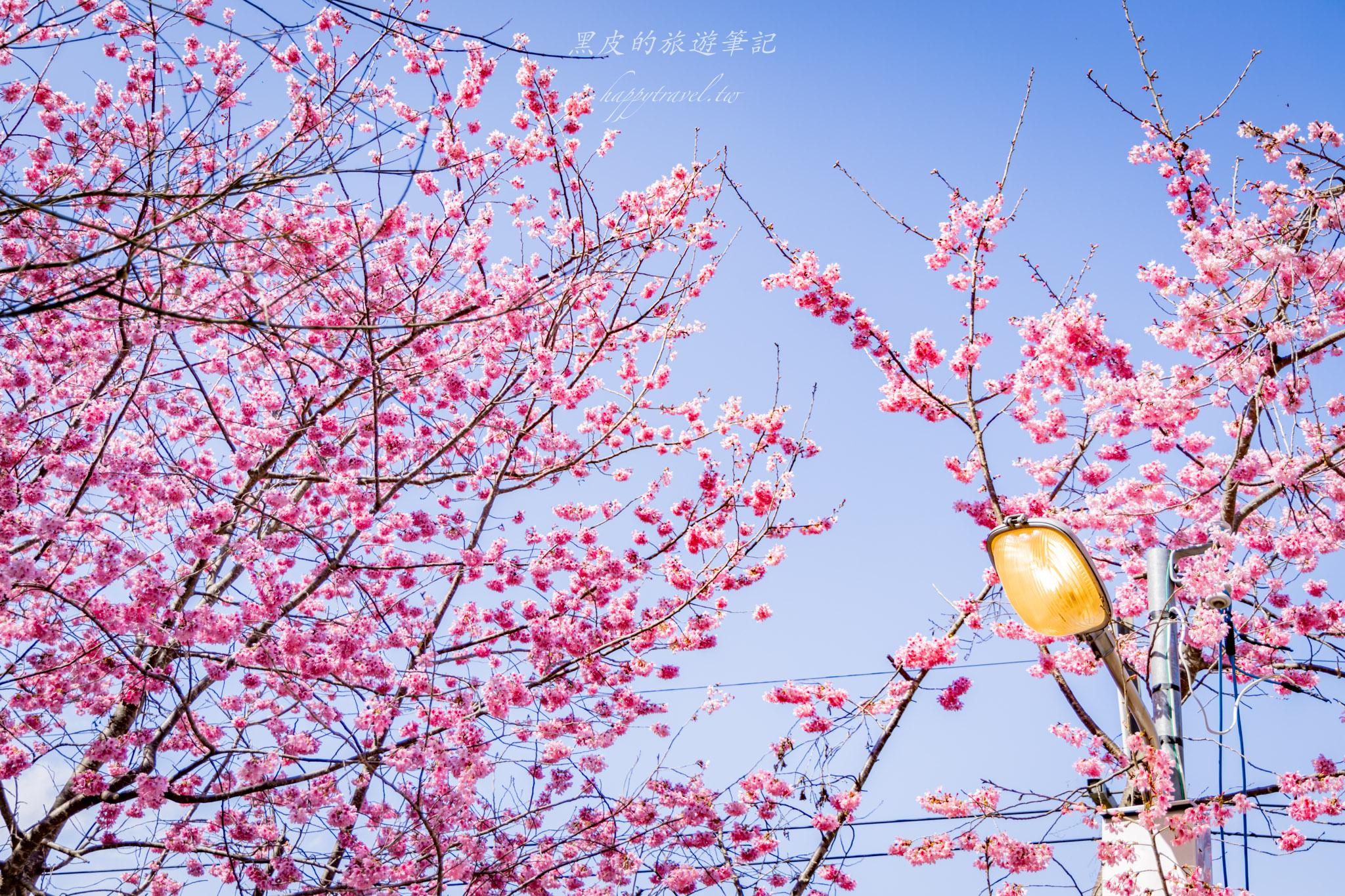 財伯觀光果園|新竹尖石賞櫻秘境|粉嫩櫻花與金黃油菜花共舞的春天秘境 28 財伯觀光果園