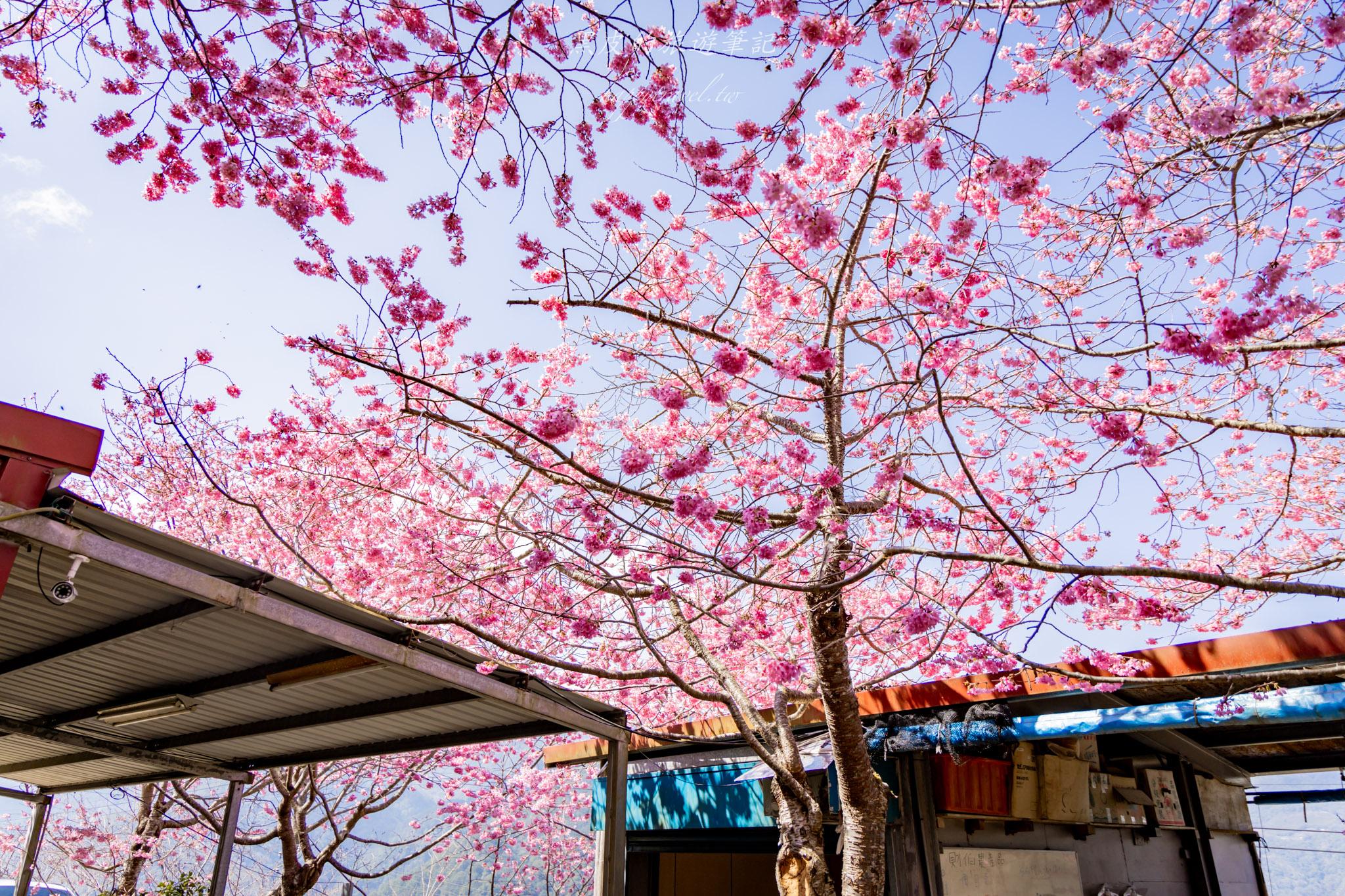 財伯觀光果園|新竹尖石賞櫻秘境|粉嫩櫻花與金黃油菜花共舞的春天秘境 34 財伯觀光果園