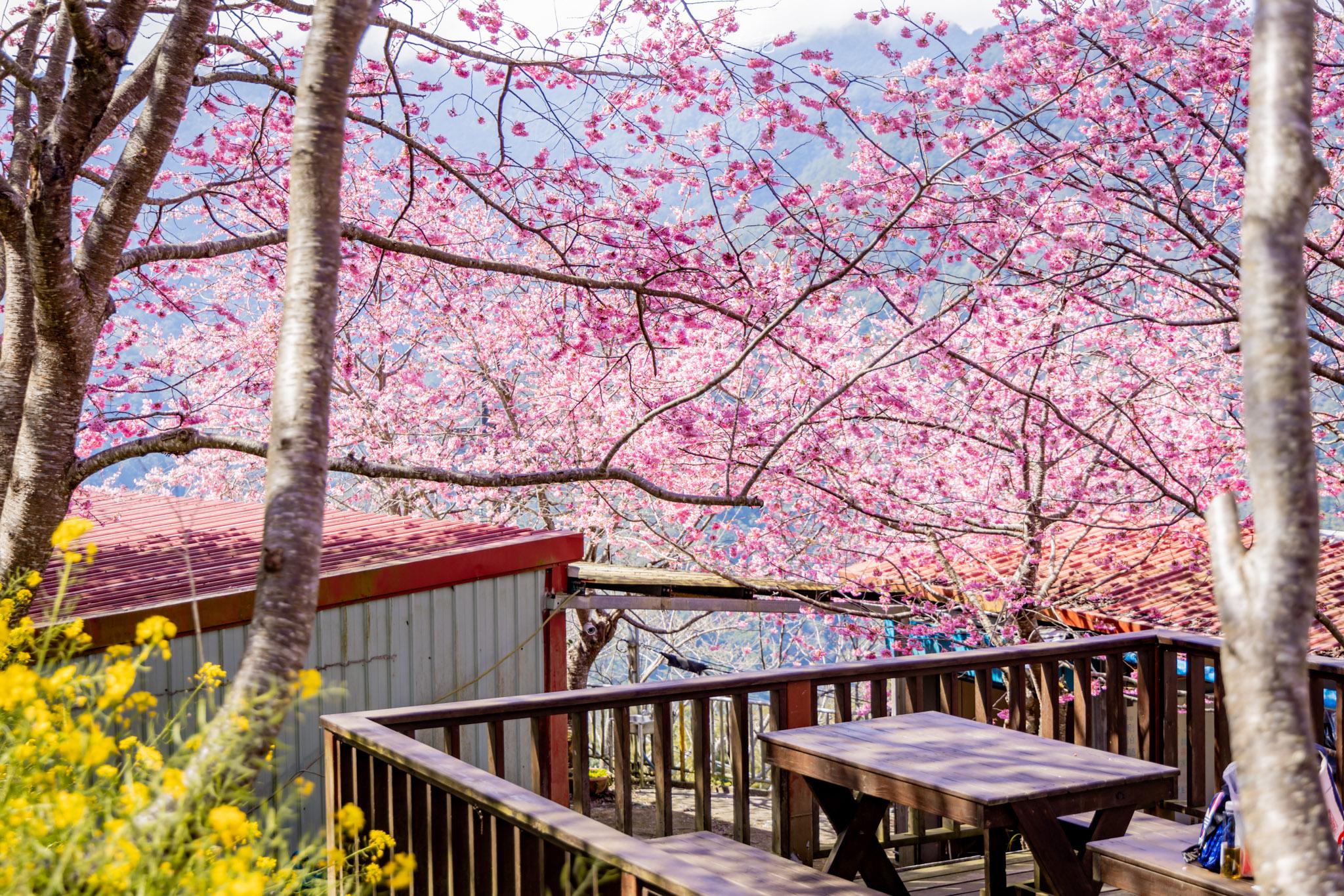 財伯觀光果園|新竹尖石賞櫻秘境|粉嫩櫻花與金黃油菜花共舞的春天秘境 35 財伯觀光果園
