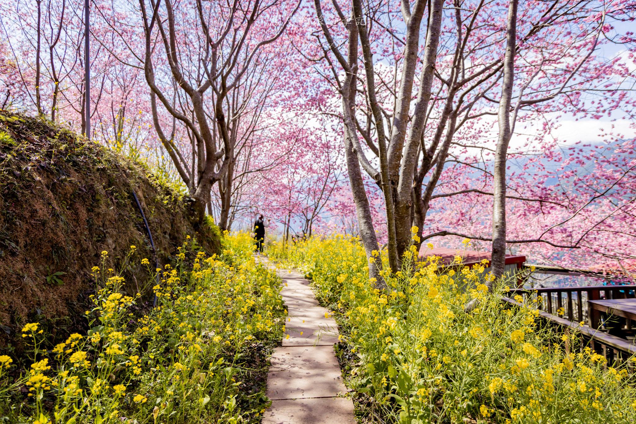 財伯觀光果園|新竹尖石賞櫻秘境|粉嫩櫻花與金黃油菜花共舞的春天秘境 33 財伯觀光果園