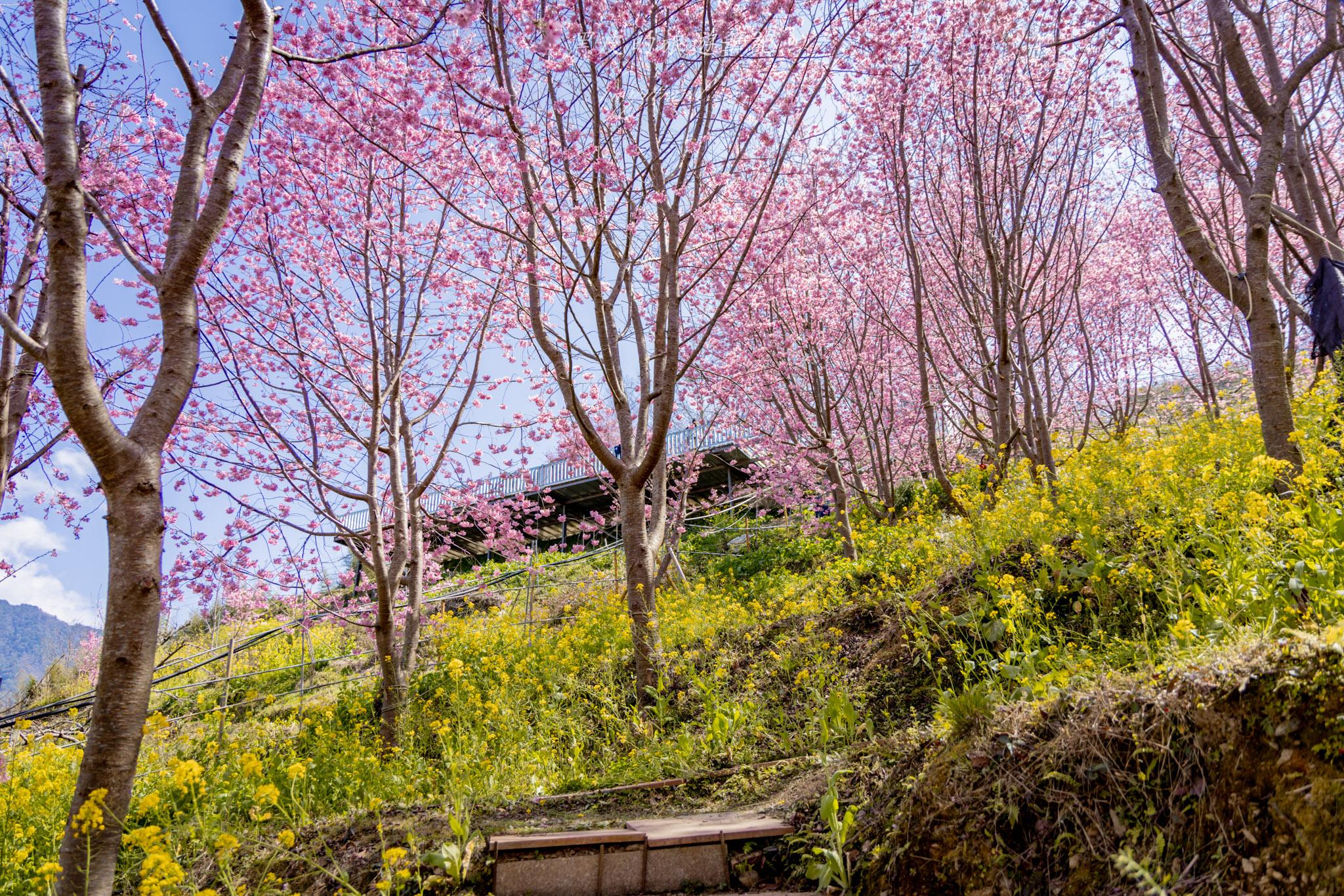 財伯觀光果園|新竹尖石賞櫻秘境|粉嫩櫻花與金黃油菜花共舞的春天秘境 40 財伯觀光果園