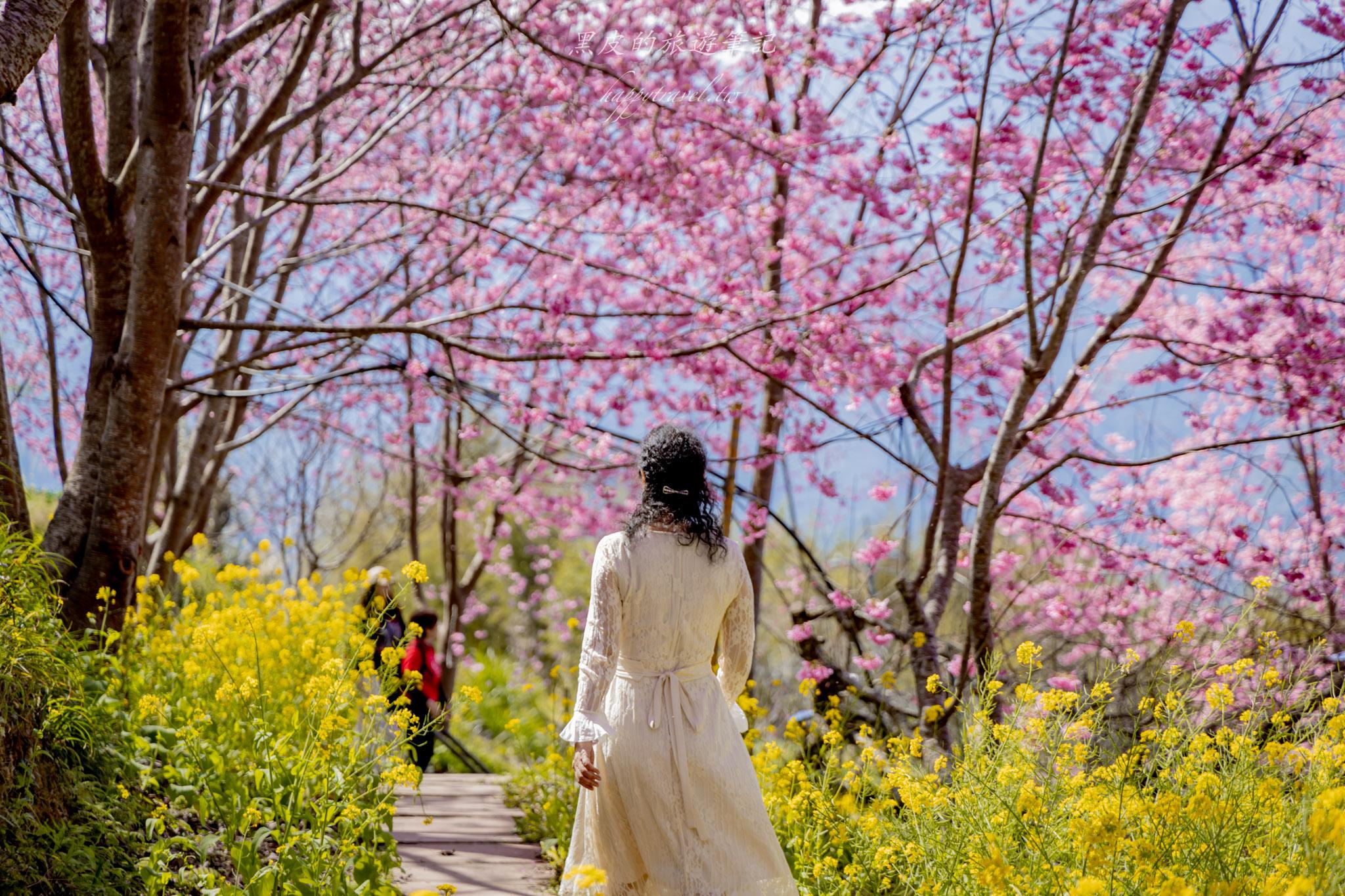 財伯觀光果園|新竹尖石賞櫻秘境|粉嫩櫻花與金黃油菜花共舞的春天秘境 36 財伯觀光果園