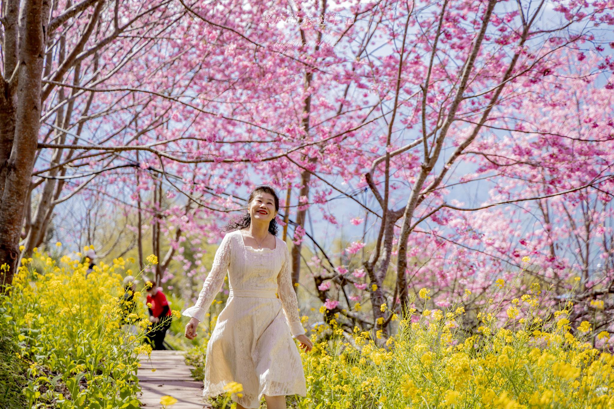 財伯觀光果園|新竹尖石賞櫻秘境|粉嫩櫻花與金黃油菜花共舞的春天秘境 26 財伯觀光果園
