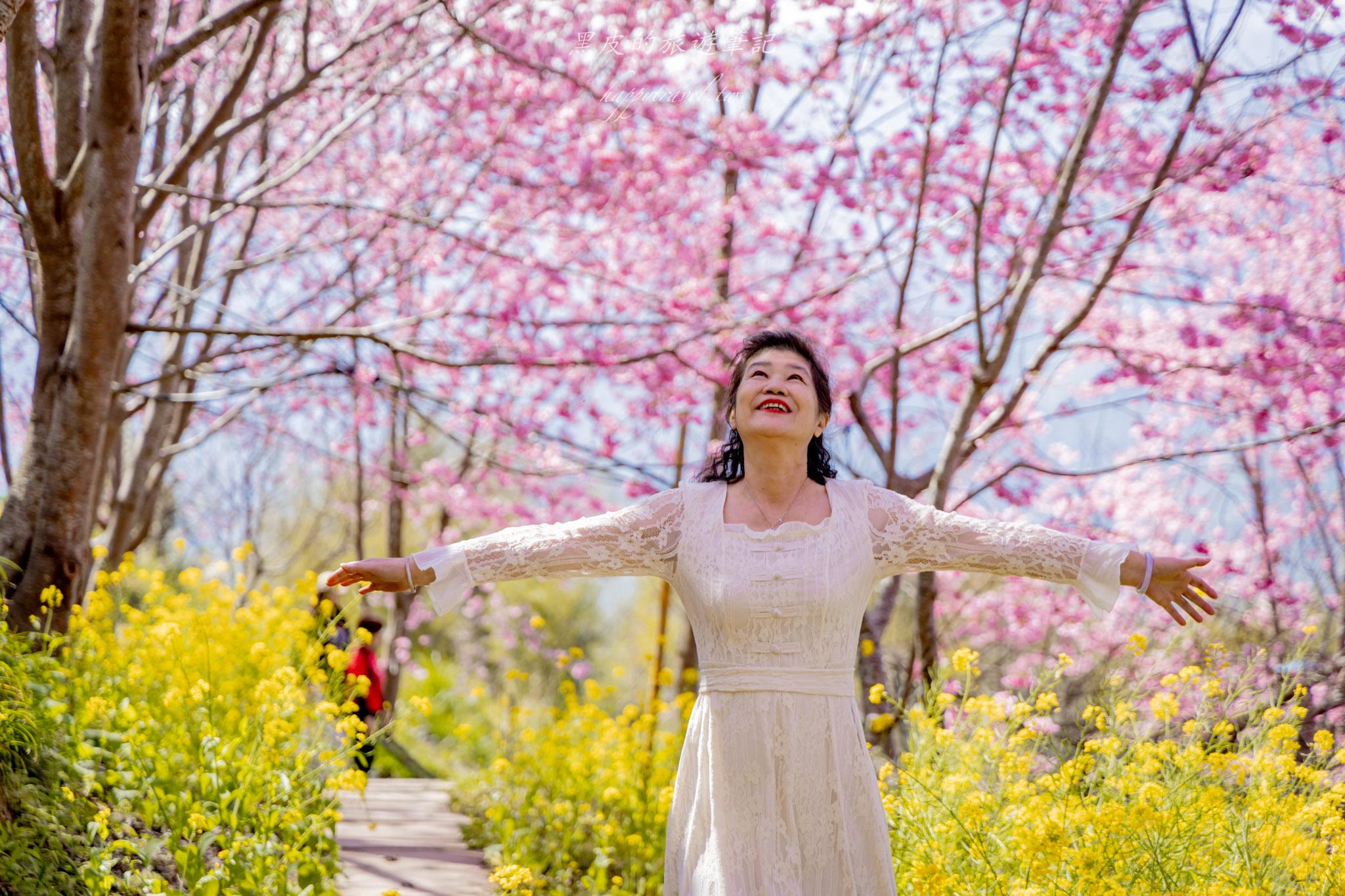 財伯觀光果園|新竹尖石賞櫻秘境|粉嫩櫻花與金黃油菜花共舞的春天秘境 38 財伯觀光果園