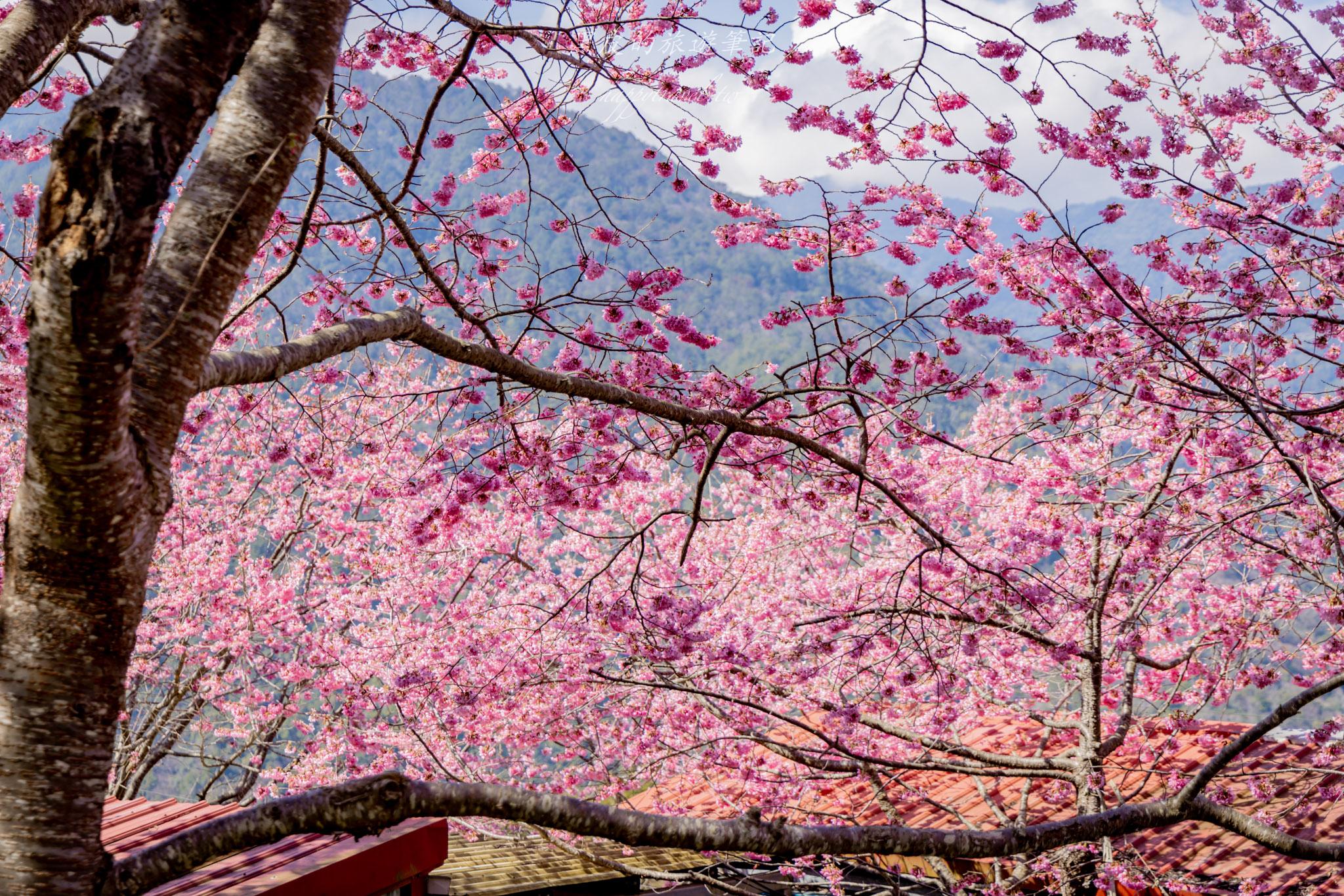 財伯觀光果園|新竹尖石賞櫻秘境|粉嫩櫻花與金黃油菜花共舞的春天秘境 30 財伯觀光果園