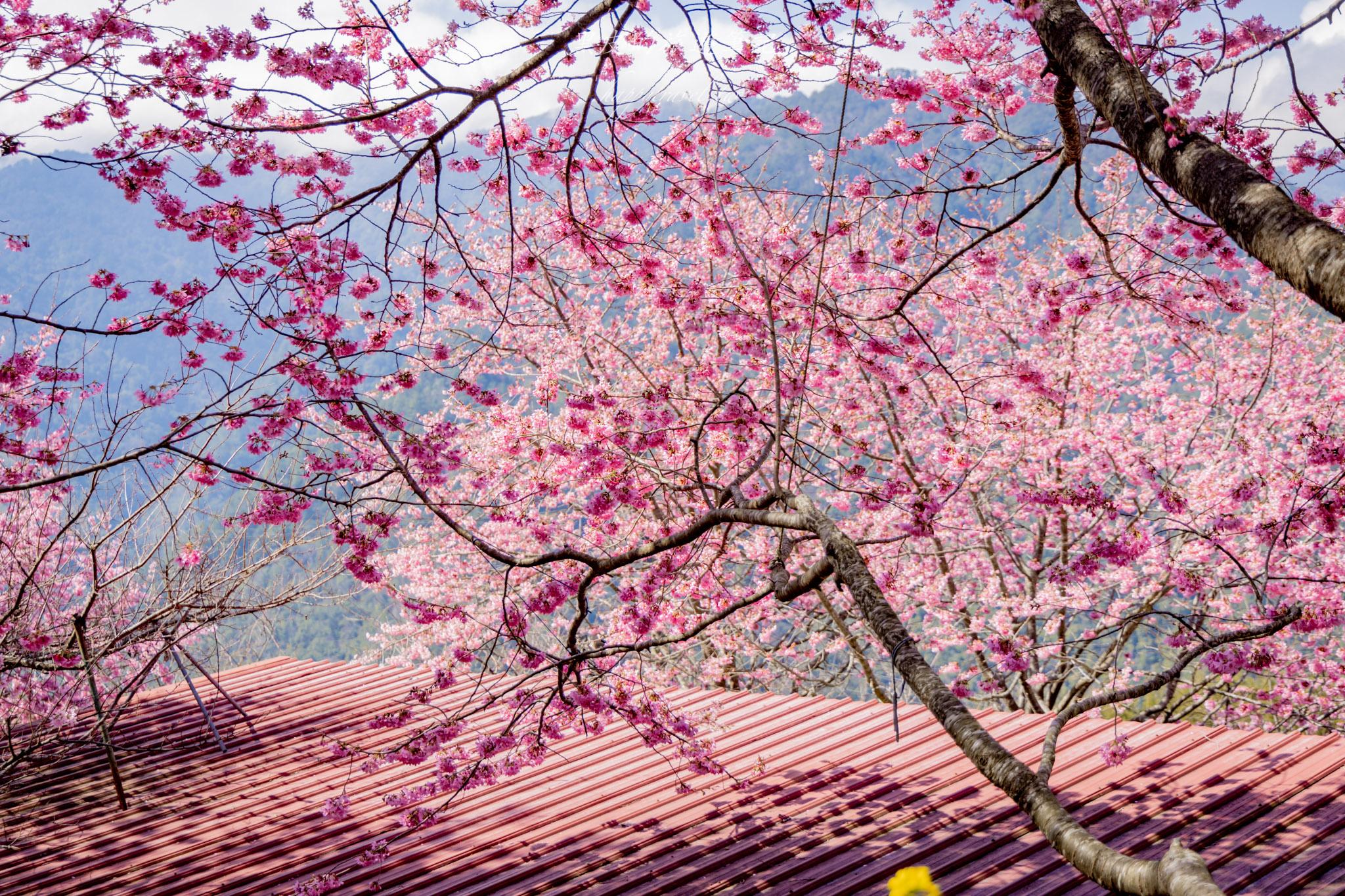 財伯觀光果園|新竹尖石賞櫻秘境|粉嫩櫻花與金黃油菜花共舞的春天秘境 29 財伯觀光果園
