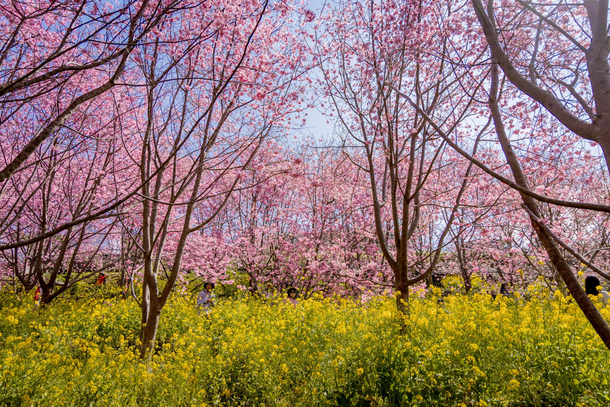 財伯觀光果園|新竹尖石賞櫻秘境|粉嫩櫻花與金黃油菜花共舞的春天秘境 42 財伯觀光果園