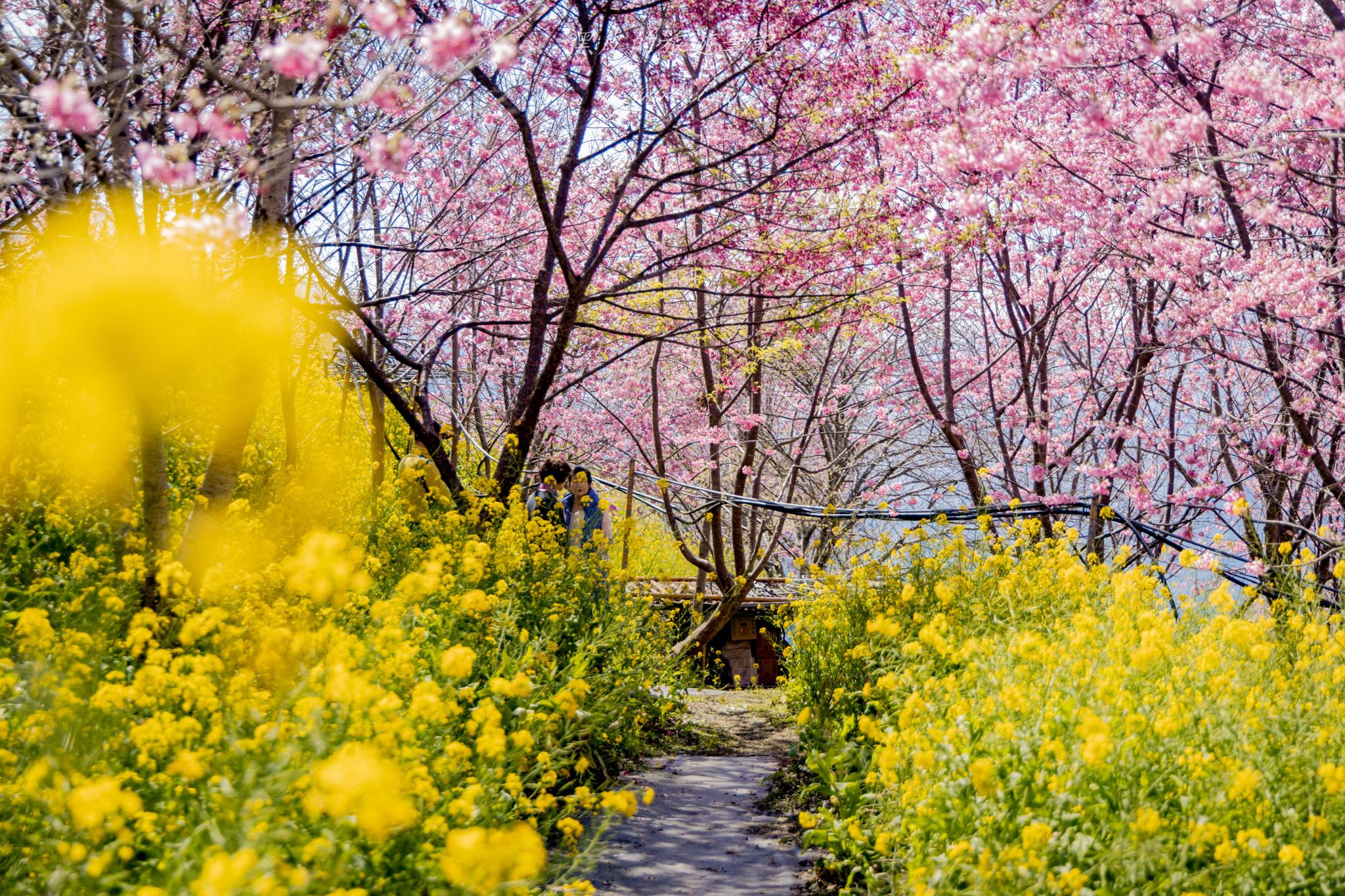 財伯觀光果園|新竹尖石賞櫻秘境|粉嫩櫻花與金黃油菜花共舞的春天秘境 37 財伯觀光果園