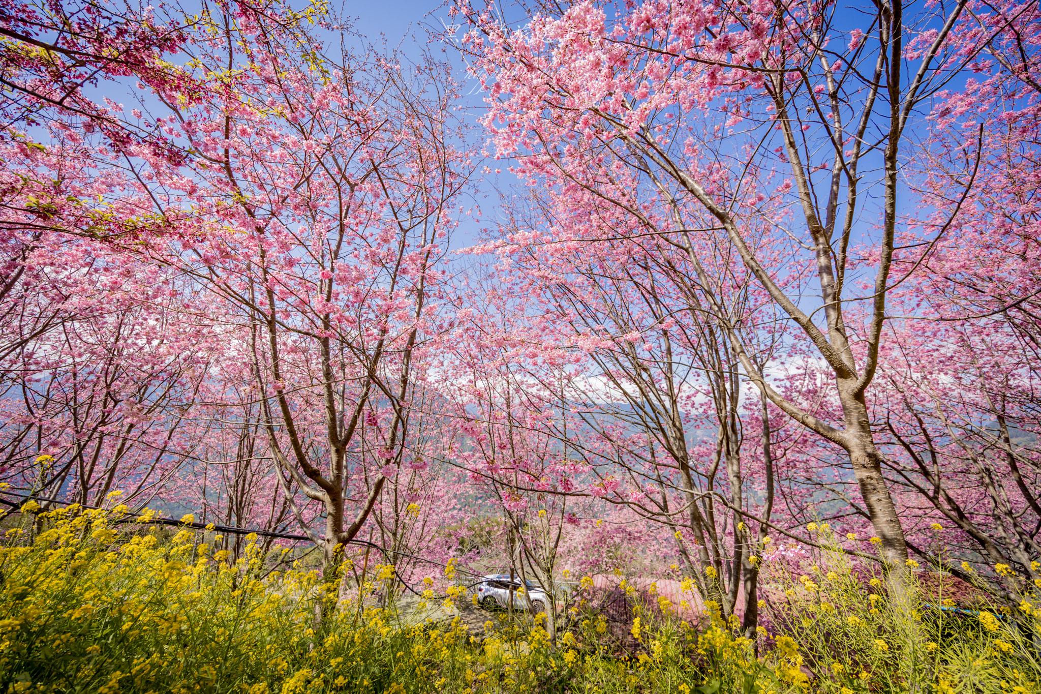 財伯觀光果園|新竹尖石賞櫻秘境|粉嫩櫻花與金黃油菜花共舞的春天秘境 27 財伯觀光果園