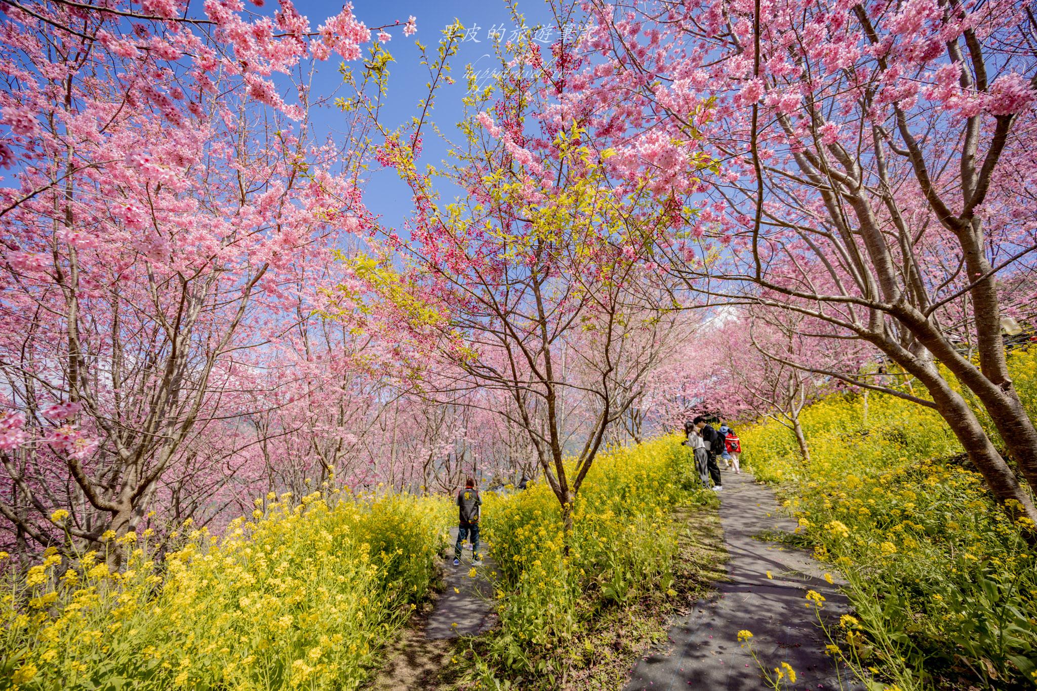 財伯觀光果園|新竹尖石賞櫻秘境|粉嫩櫻花與金黃油菜花共舞的春天秘境 41 財伯觀光果園