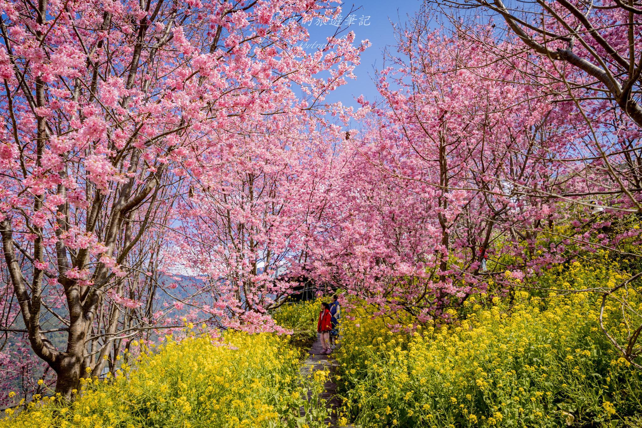 財伯觀光果園|新竹尖石賞櫻秘境|粉嫩櫻花與金黃油菜花共舞的春天秘境 43 財伯觀光果園