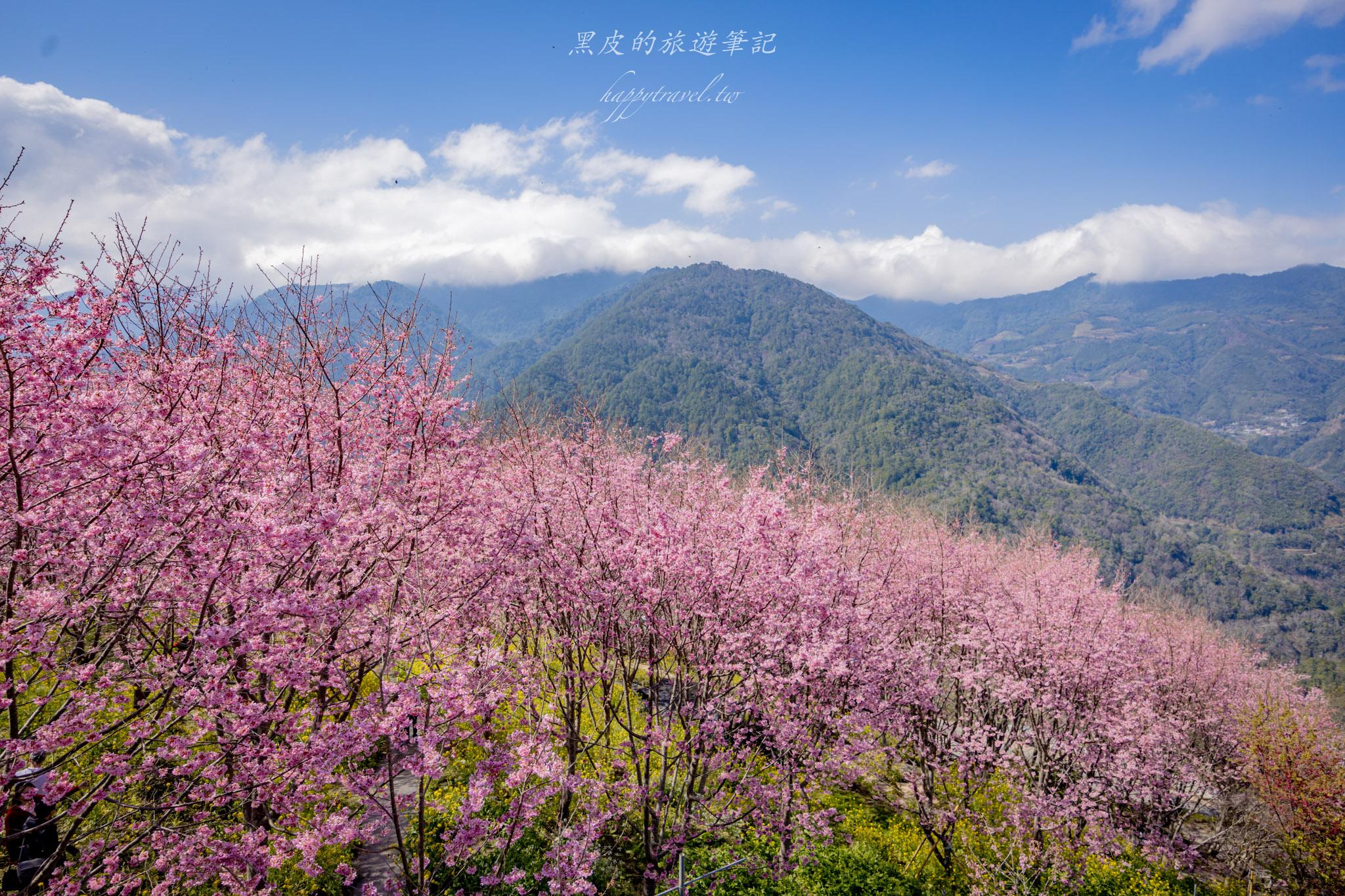 財伯觀光果園|新竹尖石賞櫻秘境|粉嫩櫻花與金黃油菜花共舞的春天秘境 47 財伯觀光果園