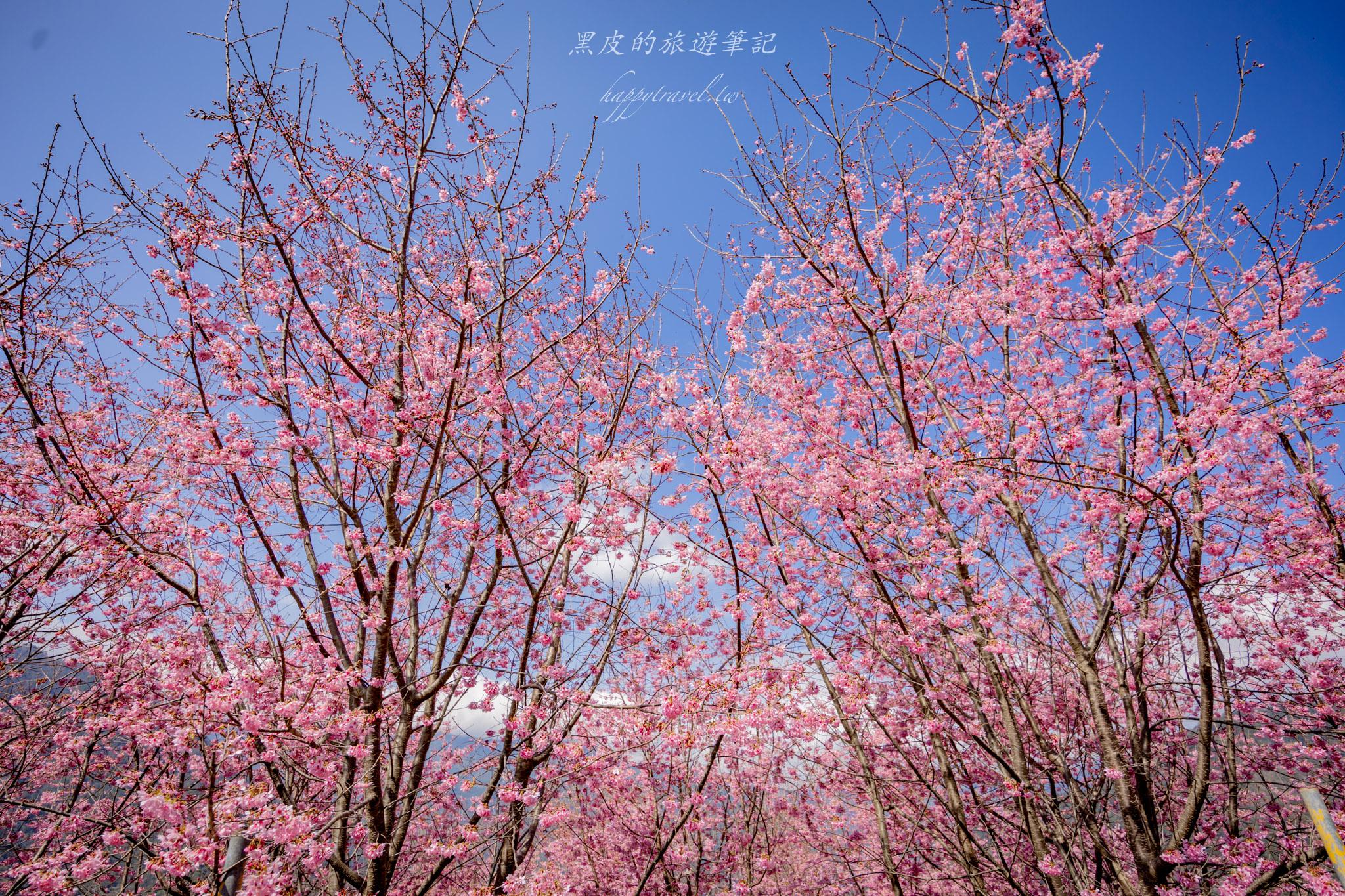 財伯觀光果園|新竹尖石賞櫻秘境|粉嫩櫻花與金黃油菜花共舞的春天秘境 39 財伯觀光果園