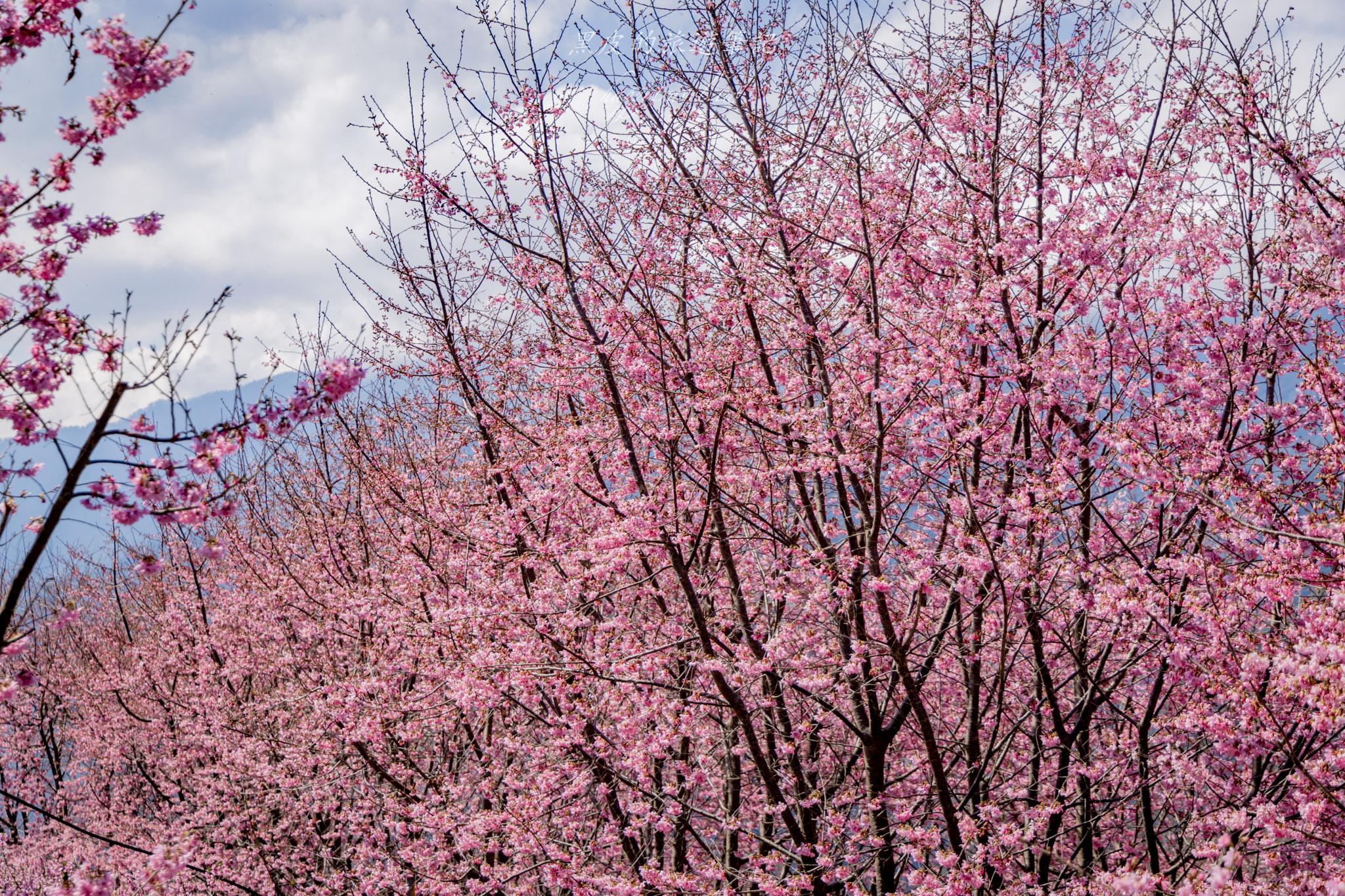 財伯觀光果園|新竹尖石賞櫻秘境|粉嫩櫻花與金黃油菜花共舞的春天秘境 45 財伯觀光果園