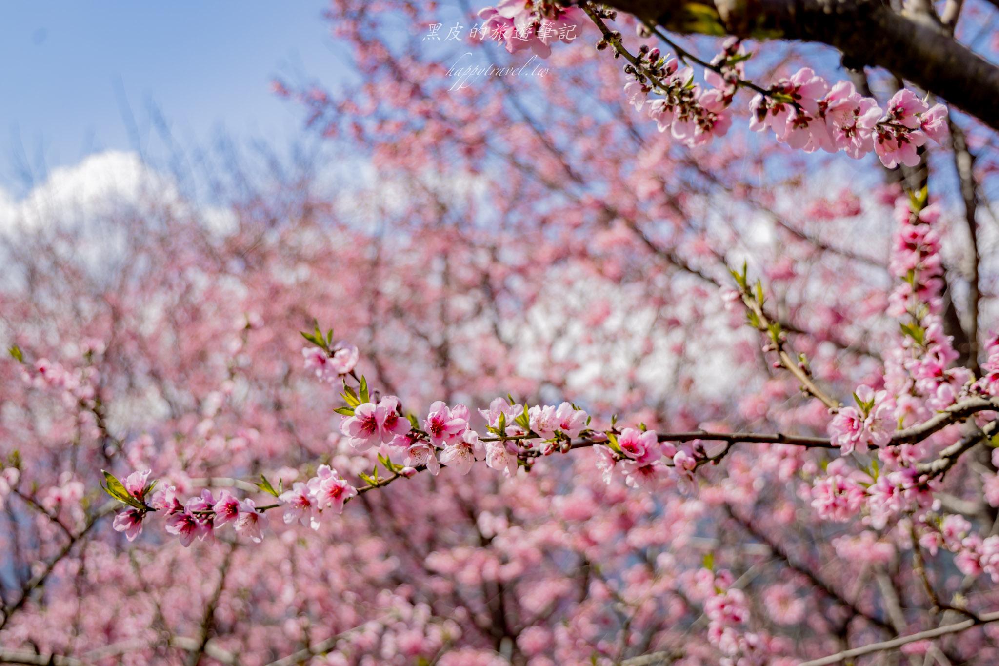 財伯觀光果園|新竹尖石賞櫻秘境|粉嫩櫻花與金黃油菜花共舞的春天秘境 31 財伯觀光果園