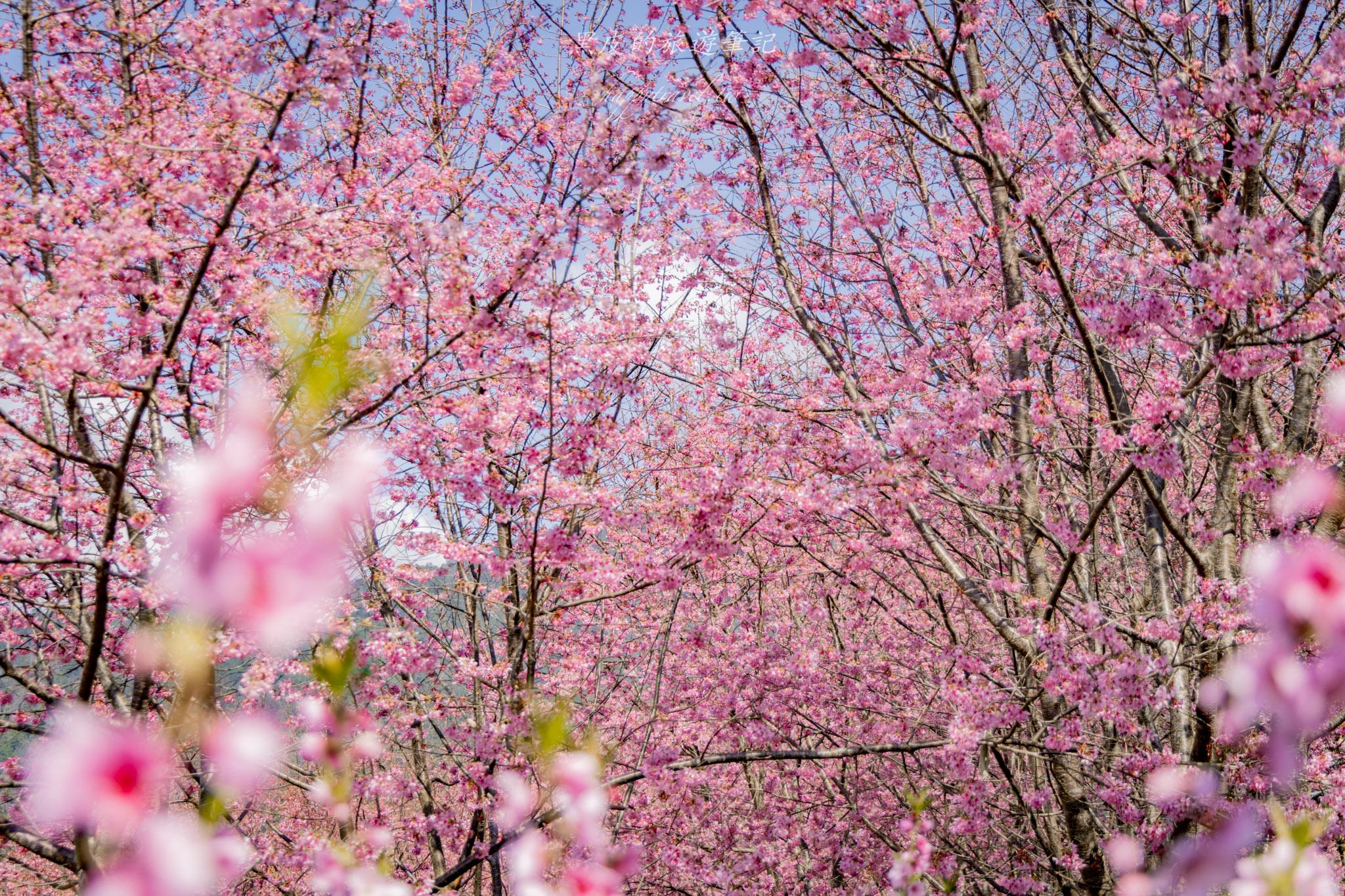財伯觀光果園|新竹尖石賞櫻秘境|粉嫩櫻花與金黃油菜花共舞的春天秘境 44 財伯觀光果園