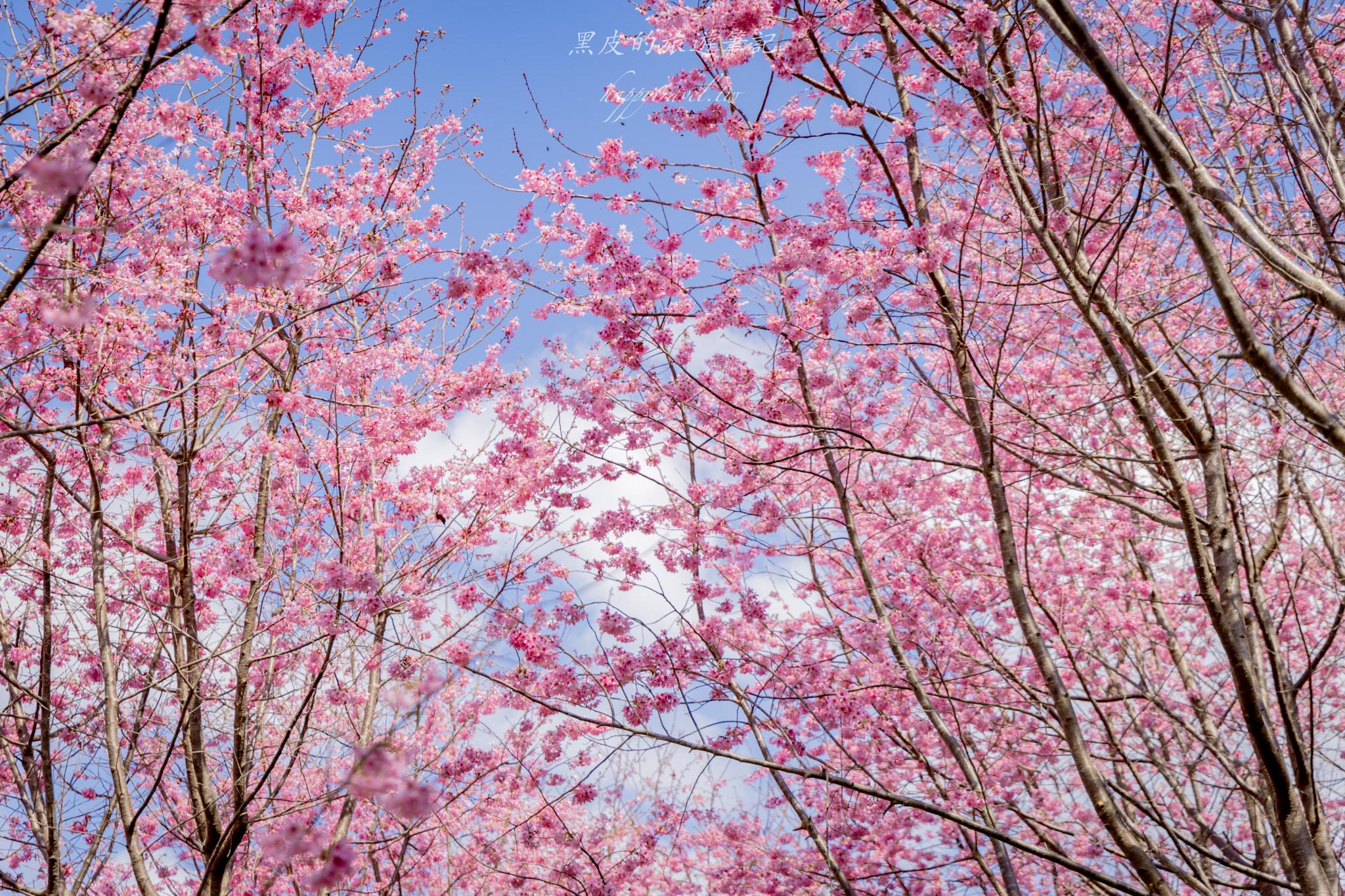 財伯觀光果園|新竹尖石賞櫻秘境|粉嫩櫻花與金黃油菜花共舞的春天秘境 46 財伯觀光果園