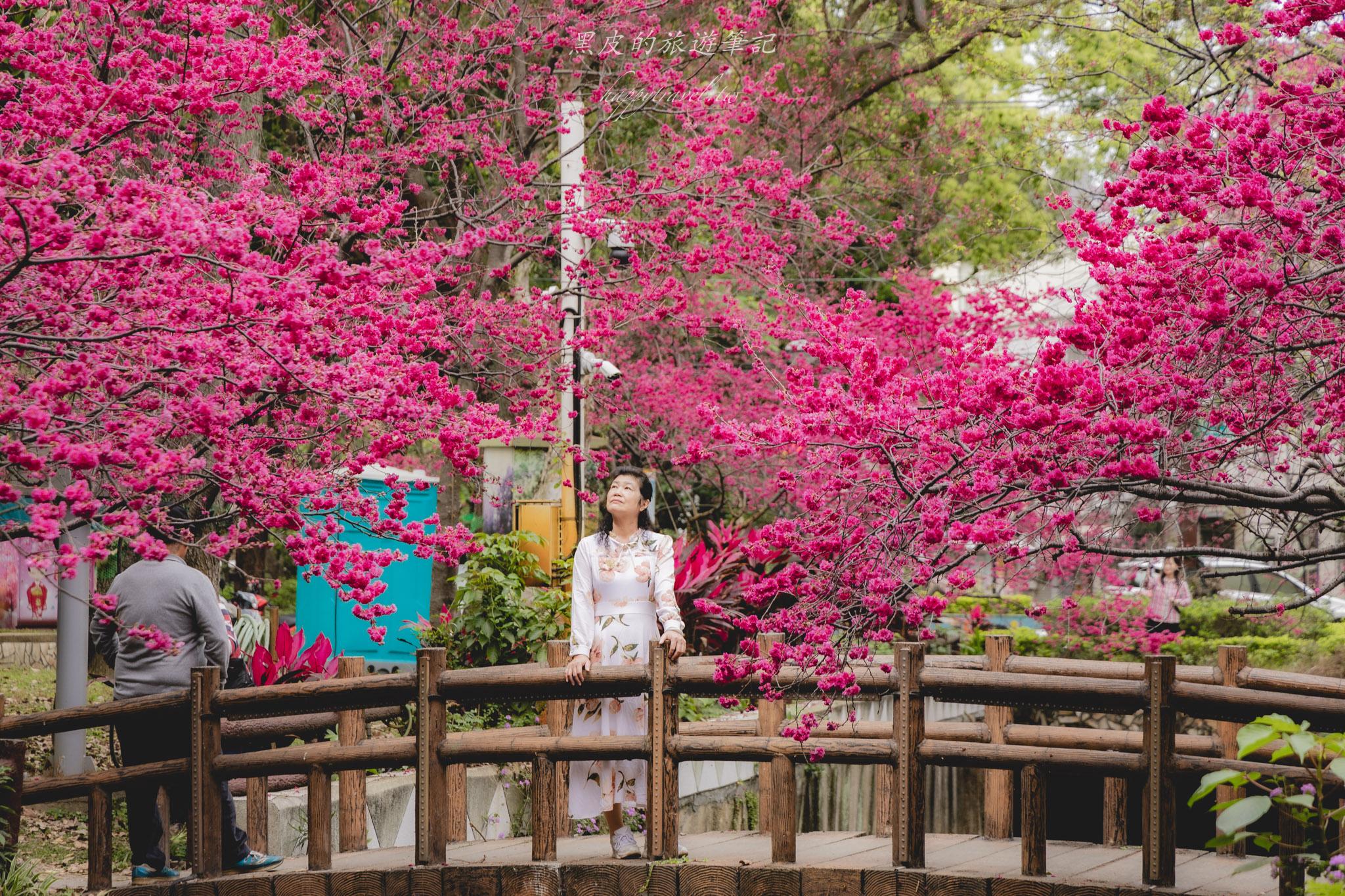 中壢莒光公園|都市裡也可以欣賞到超美的八重櫻花園。中壢賞櫻景點 中壢莒光公園|都市裡也可以欣賞到超美的八重櫻花園。中壢賞櫻景點