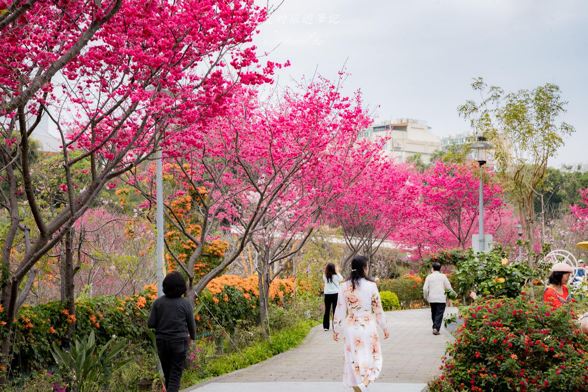 鶯歌永吉公園|融合炮仗花與櫻花春色步道,一次搜集雙色調的公園 25 鶯歌永吉公園