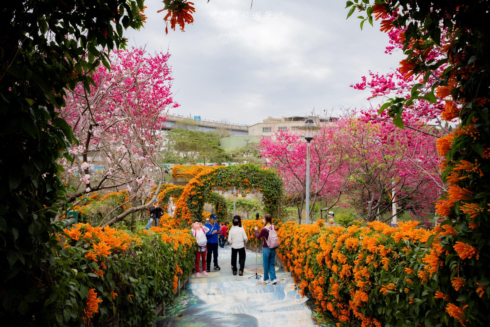 鶯歌永吉公園|融合炮仗花與櫻花春色步道,一次搜集雙色調的公園 23 鶯歌永吉公園