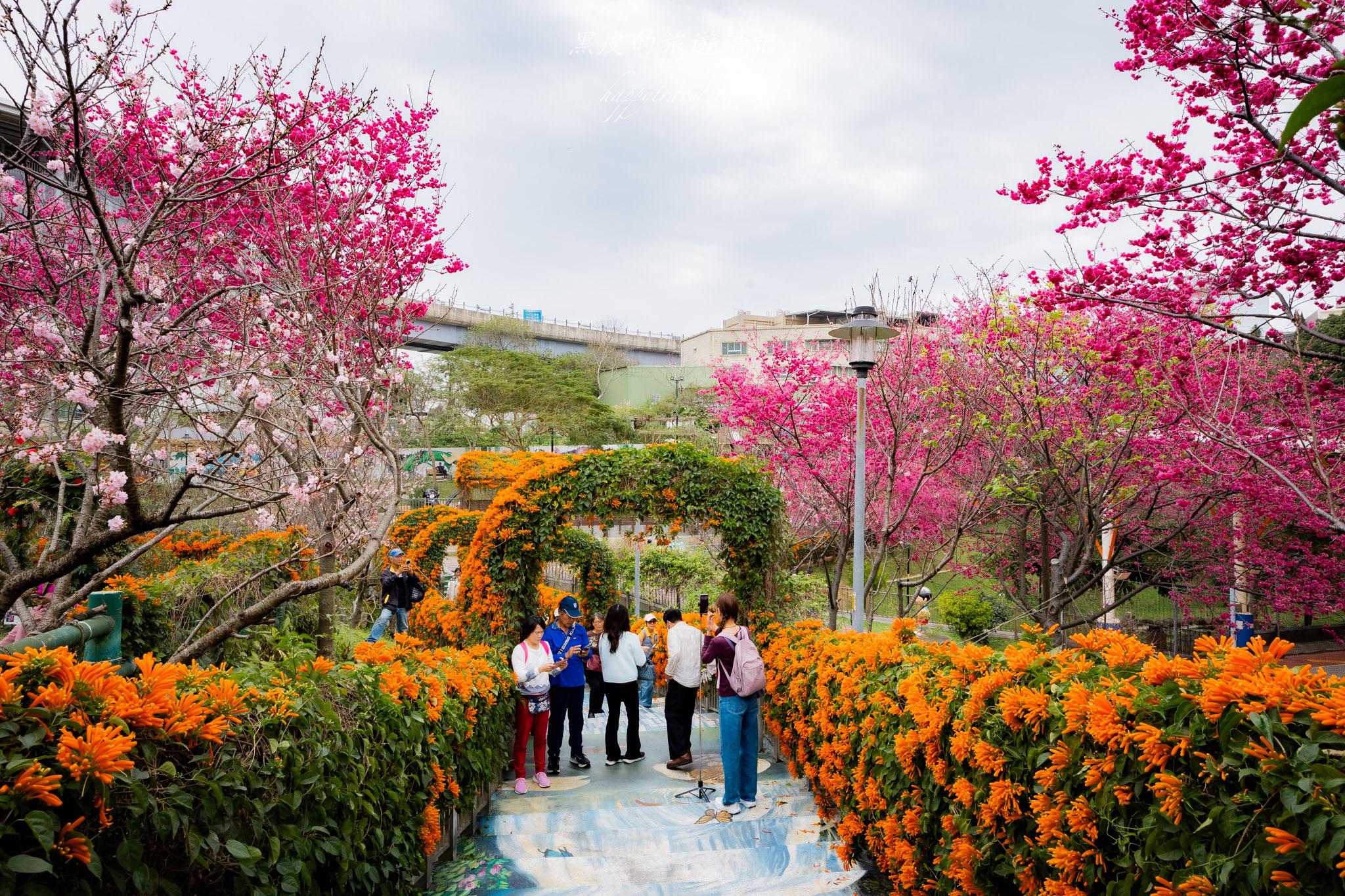 鶯歌永吉公園|融合炮仗花與櫻花春色步道,一次搜集雙色調的公園 28 鶯歌永吉公園